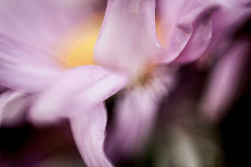 MACRO