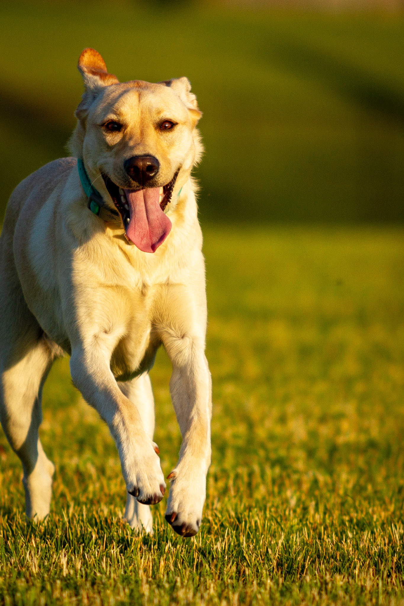 Run Free