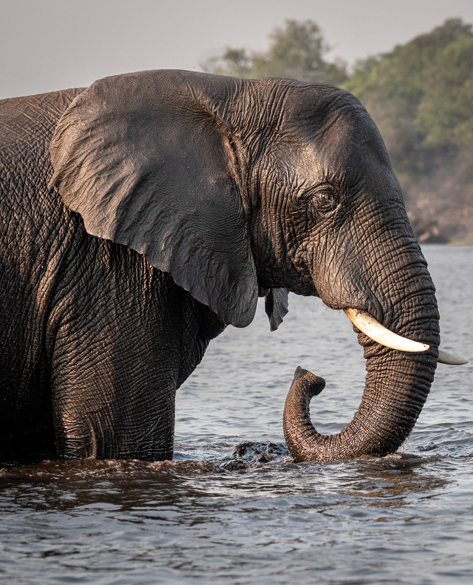 Elephant in Chobe River - Botswana