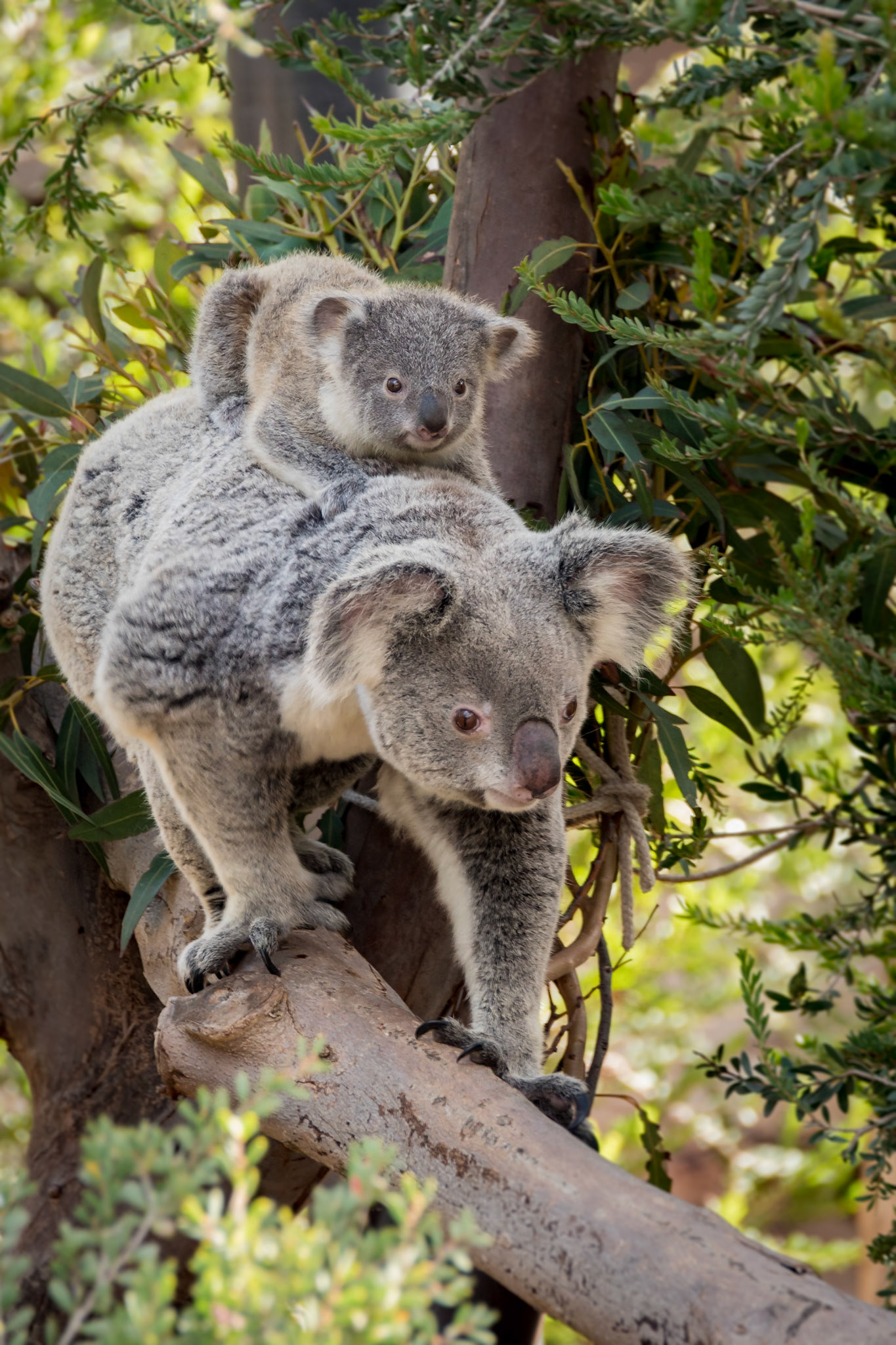 Koalas at San Diego Zoo