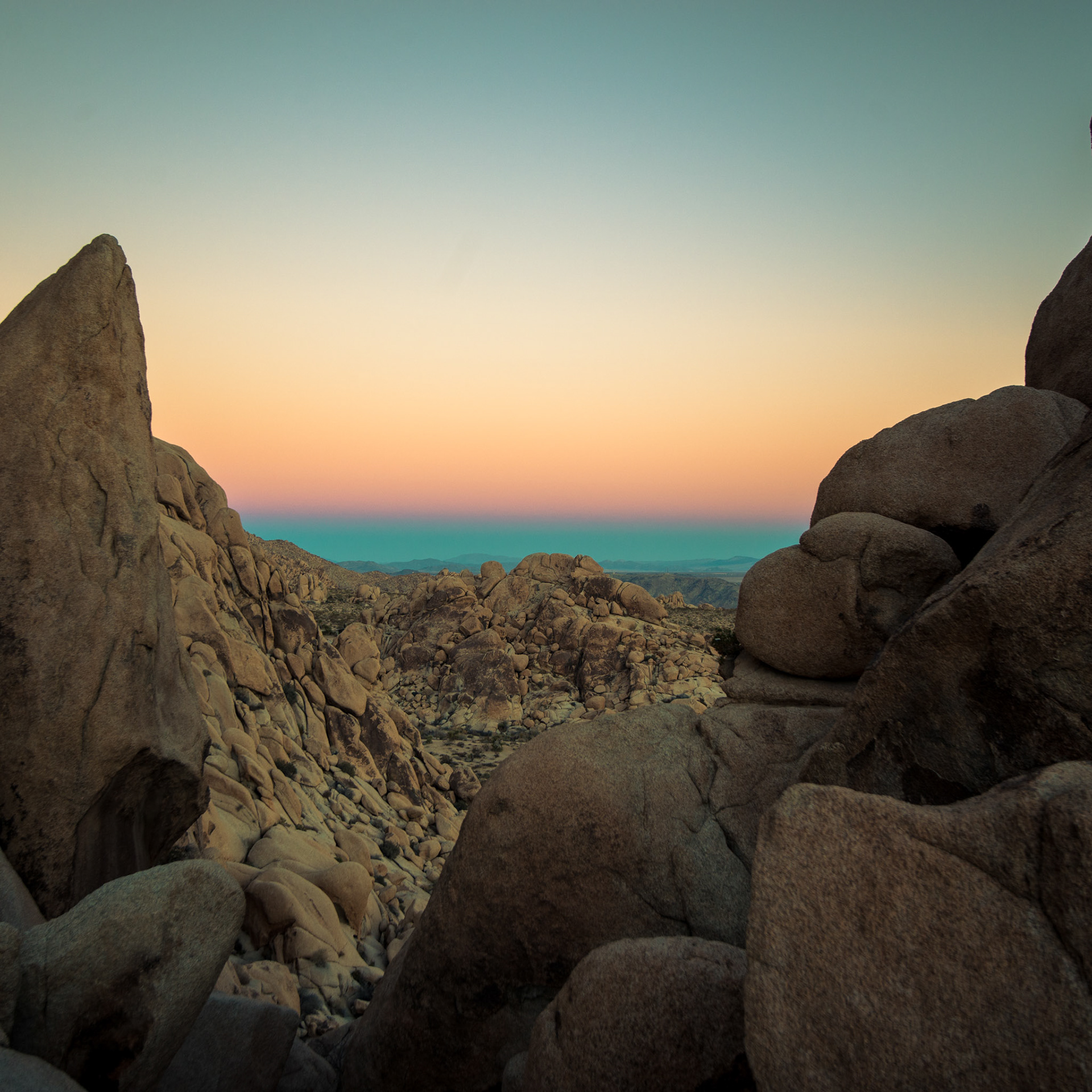 Joshua Tree at sunrise