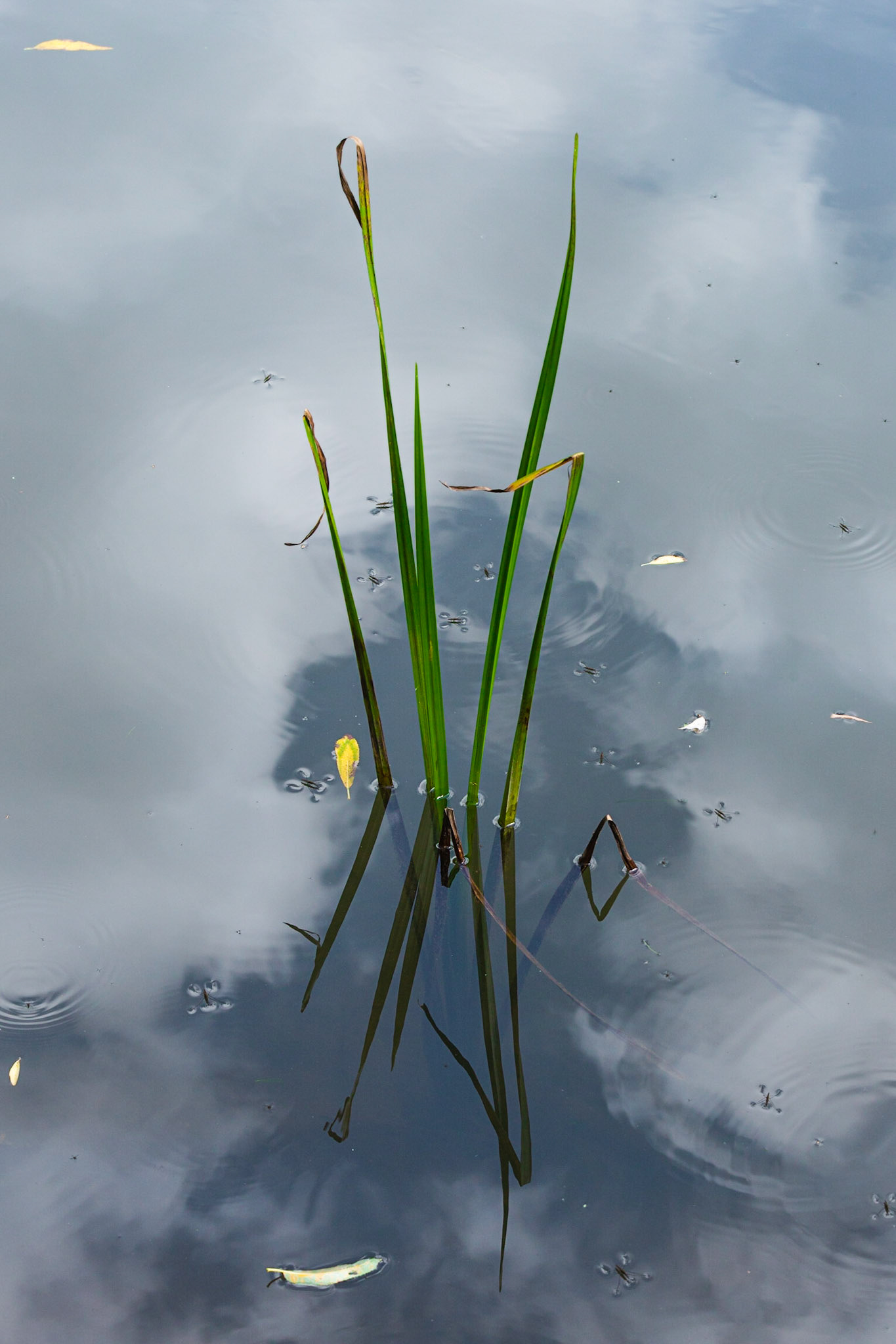 Single grasses