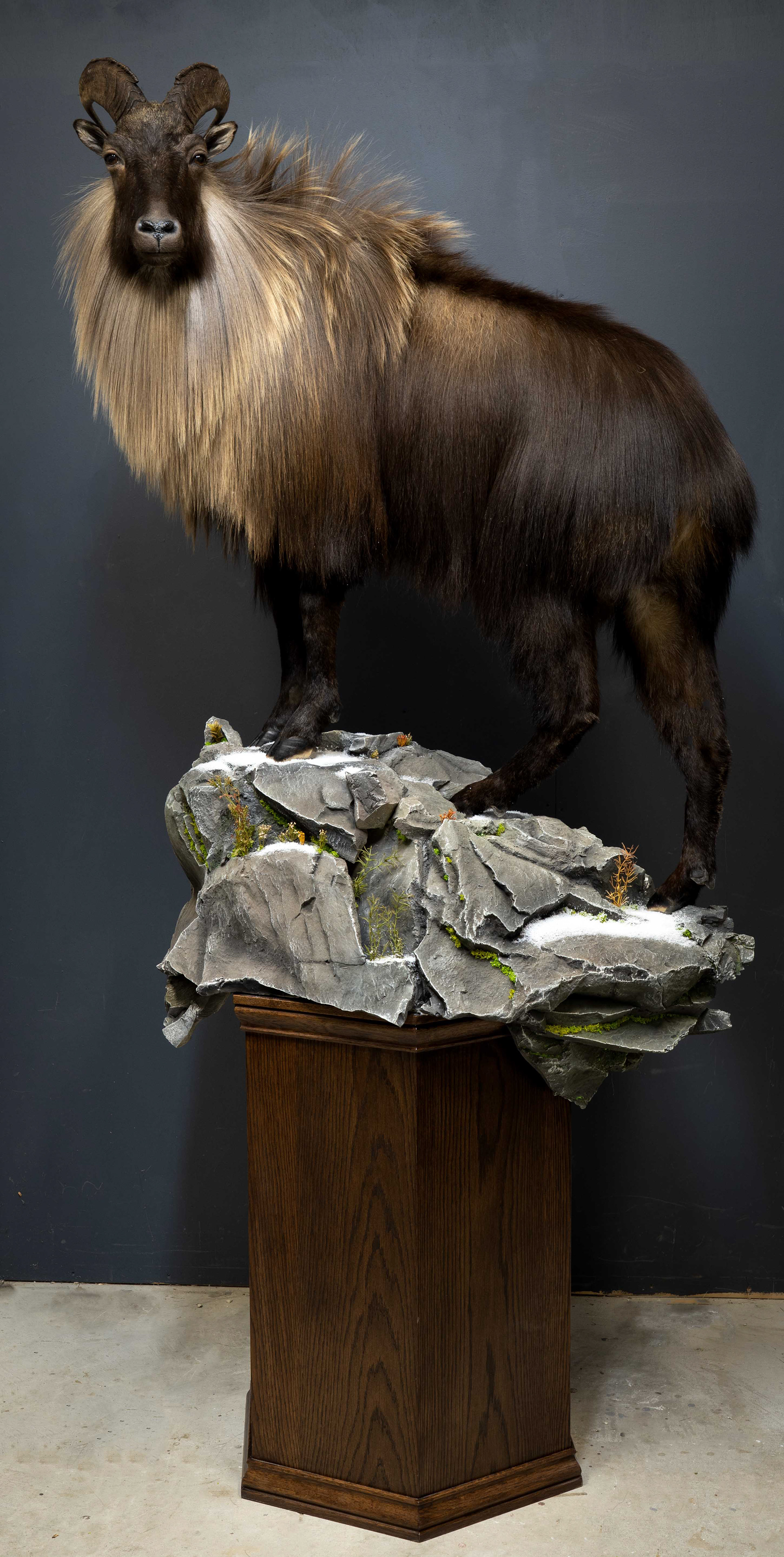 Mountain Edge Taxidermy Fullbody