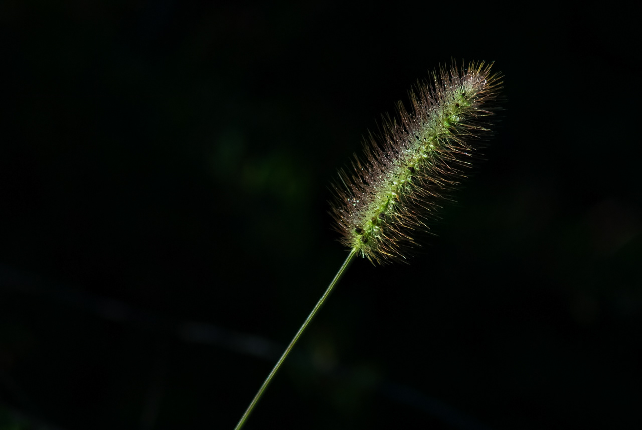 Grass Seed With Dew