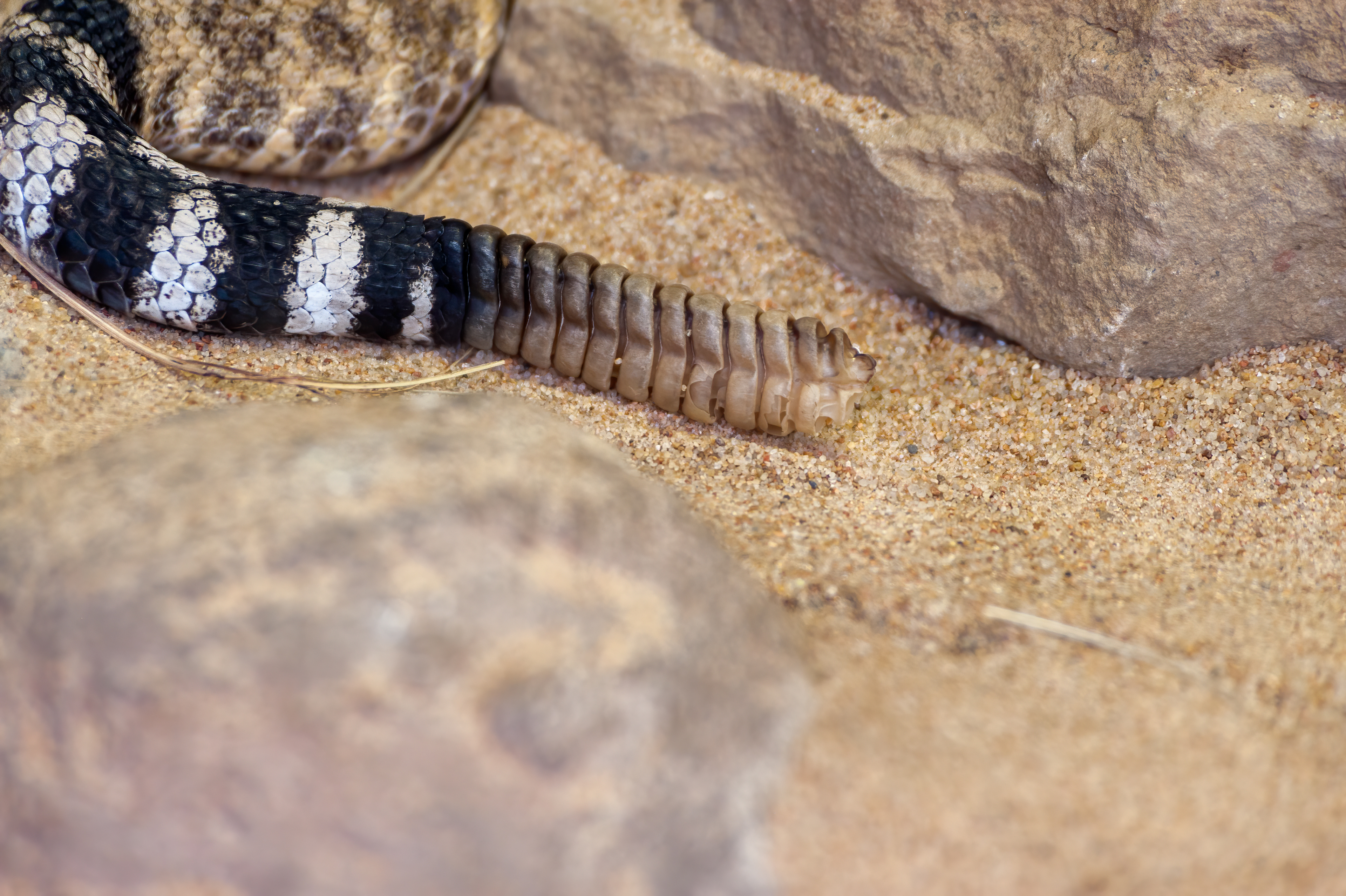 "Coon Tail" **Western Diamondback Rattlesnake**