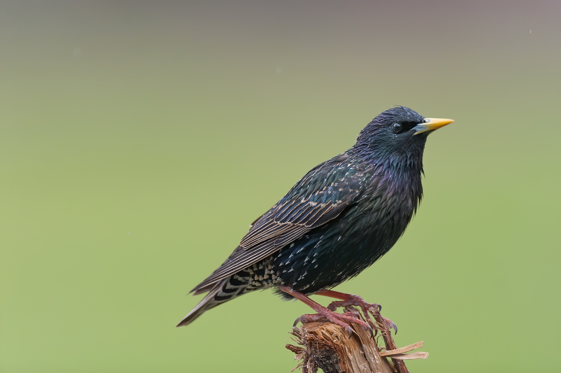 Common Starling