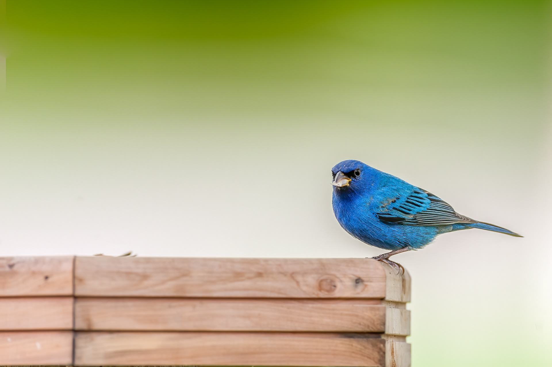 Indigo Bunting - Male (Passerina cyanea))