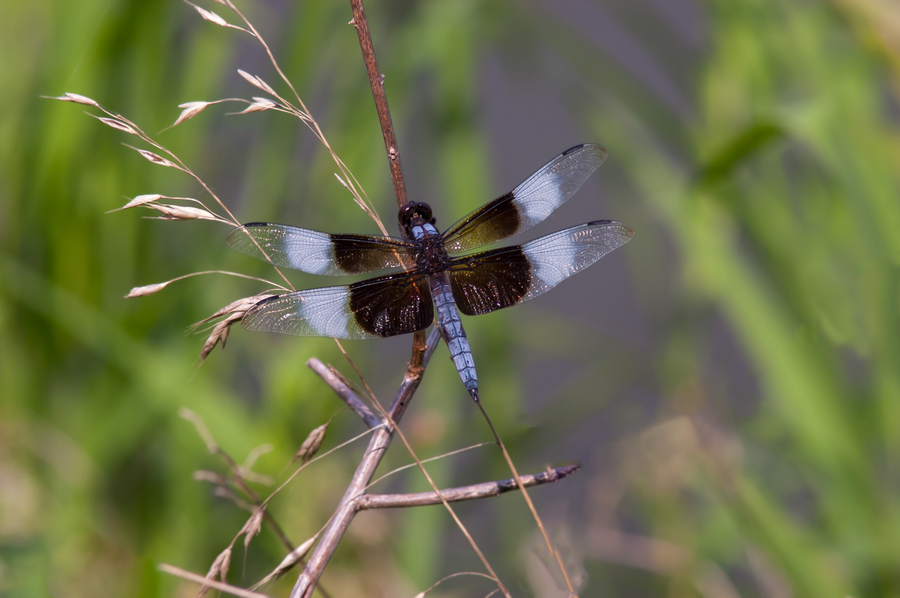 Male Widow Skimmer Dragonfly