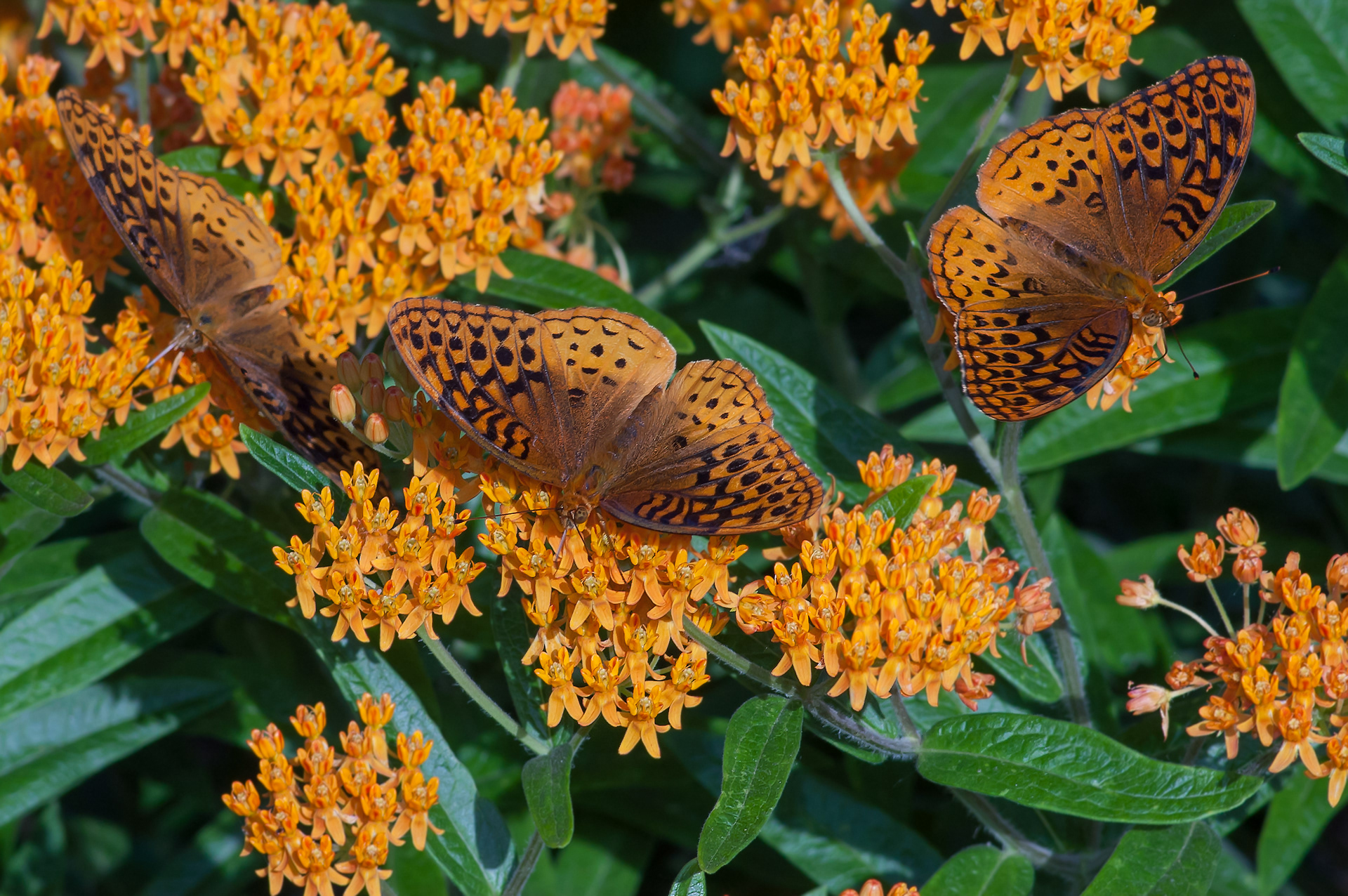 Great Spangled Fritillary Butterfly