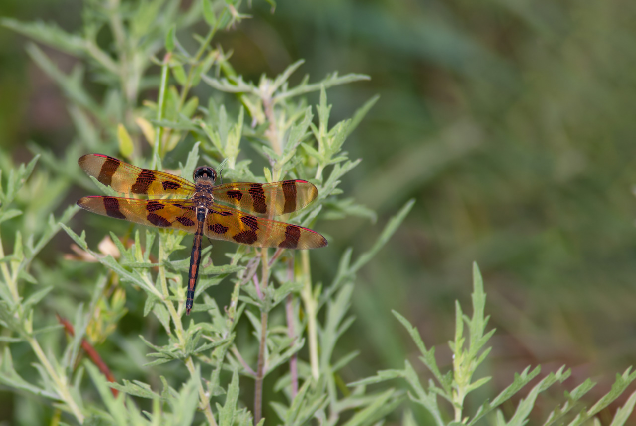 Halloween Pennant Dragonfly