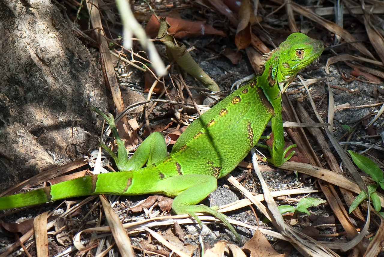 Green Iguana - Invasive In Florida