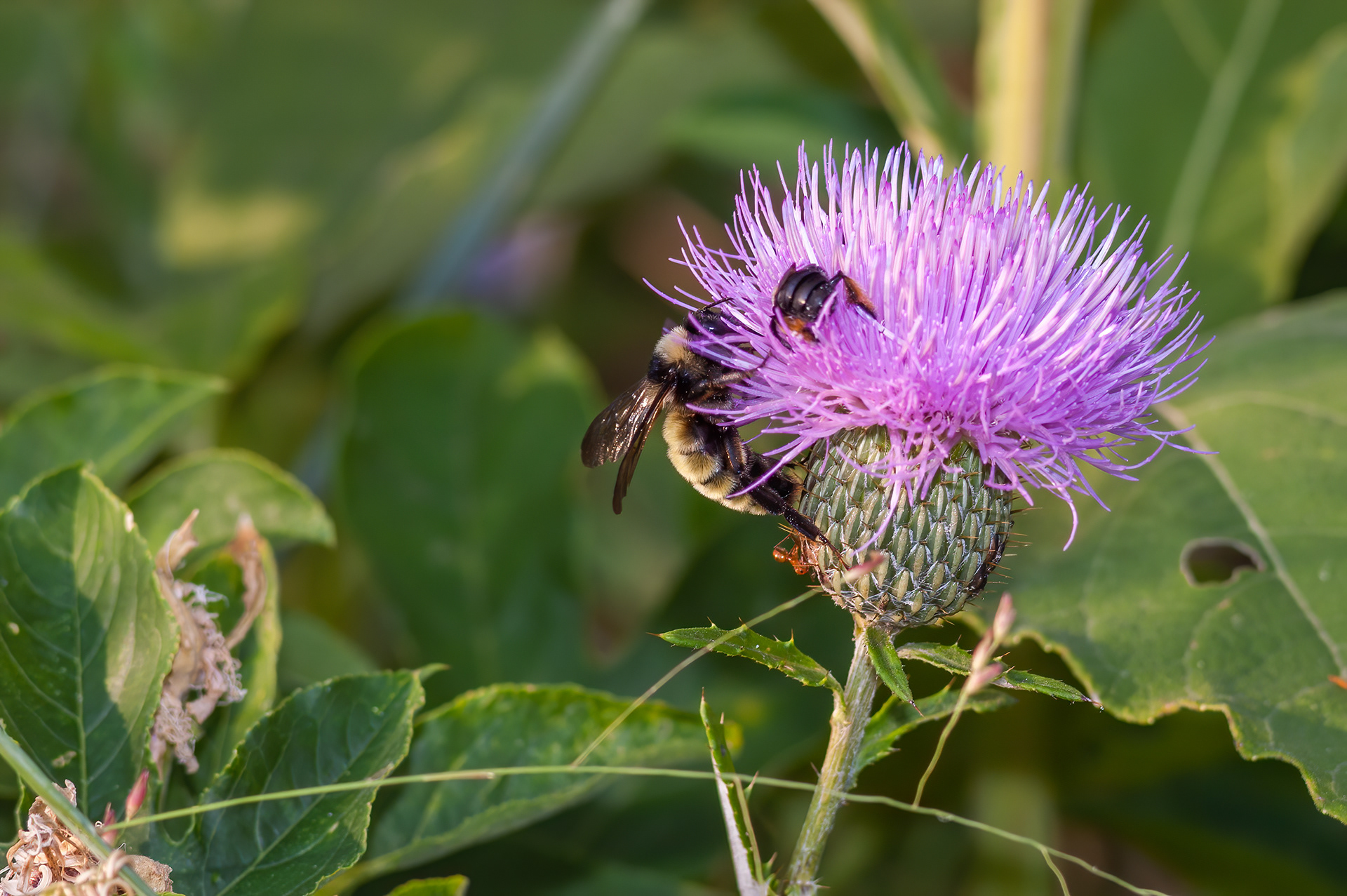 American Bumblebee (