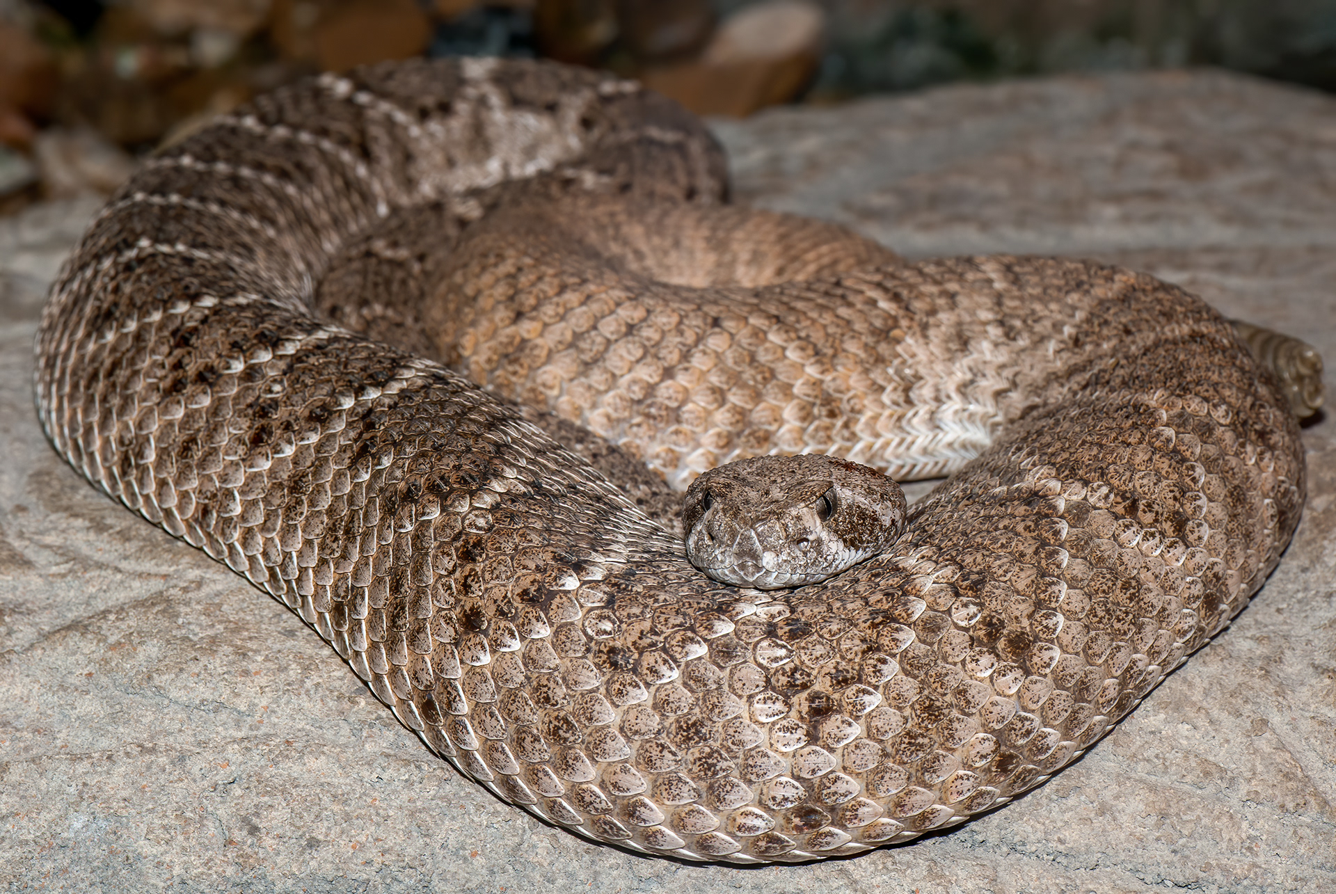 **Western Diamondback Rattlesnake)**