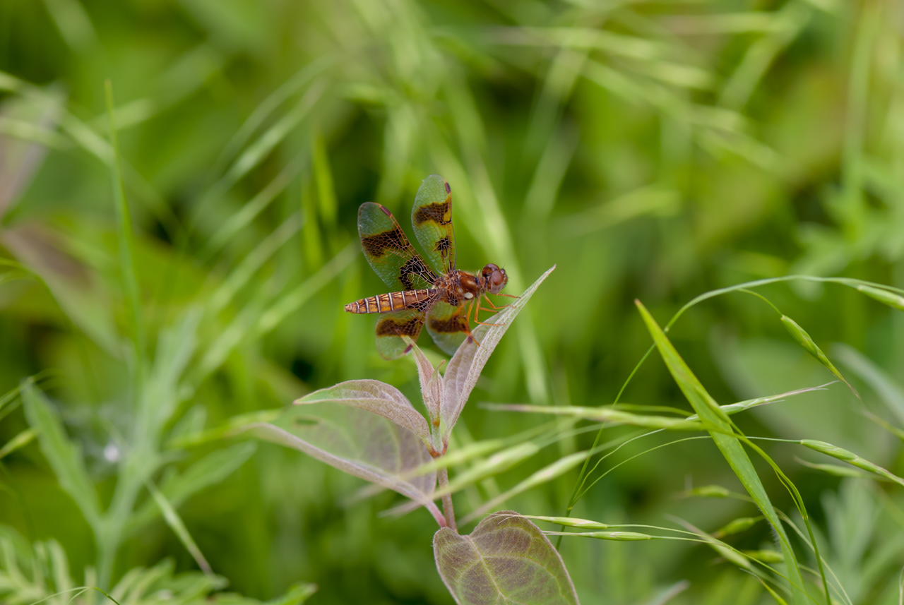Eastern Amberwing Dragonfly