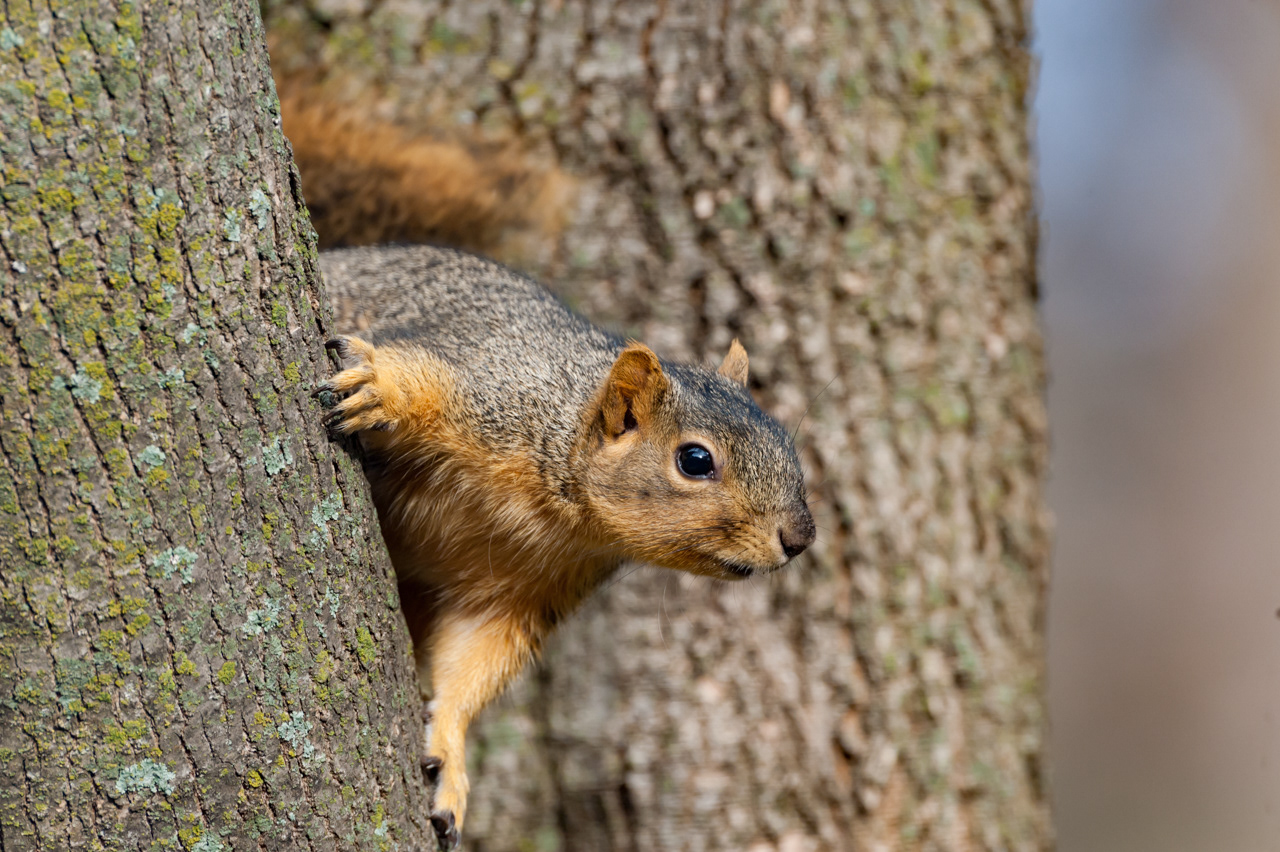 Red Fox Squirrel