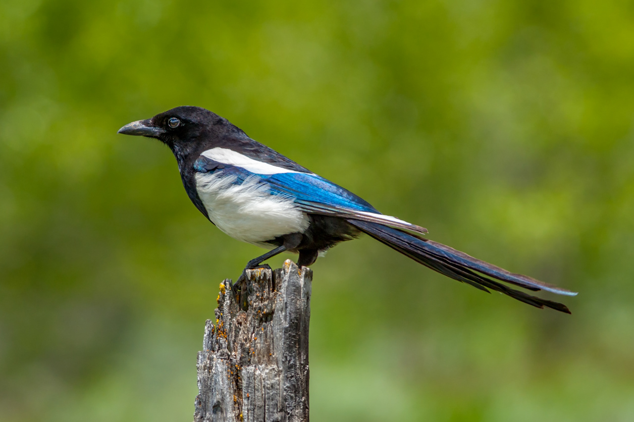 Black-billed Magpie