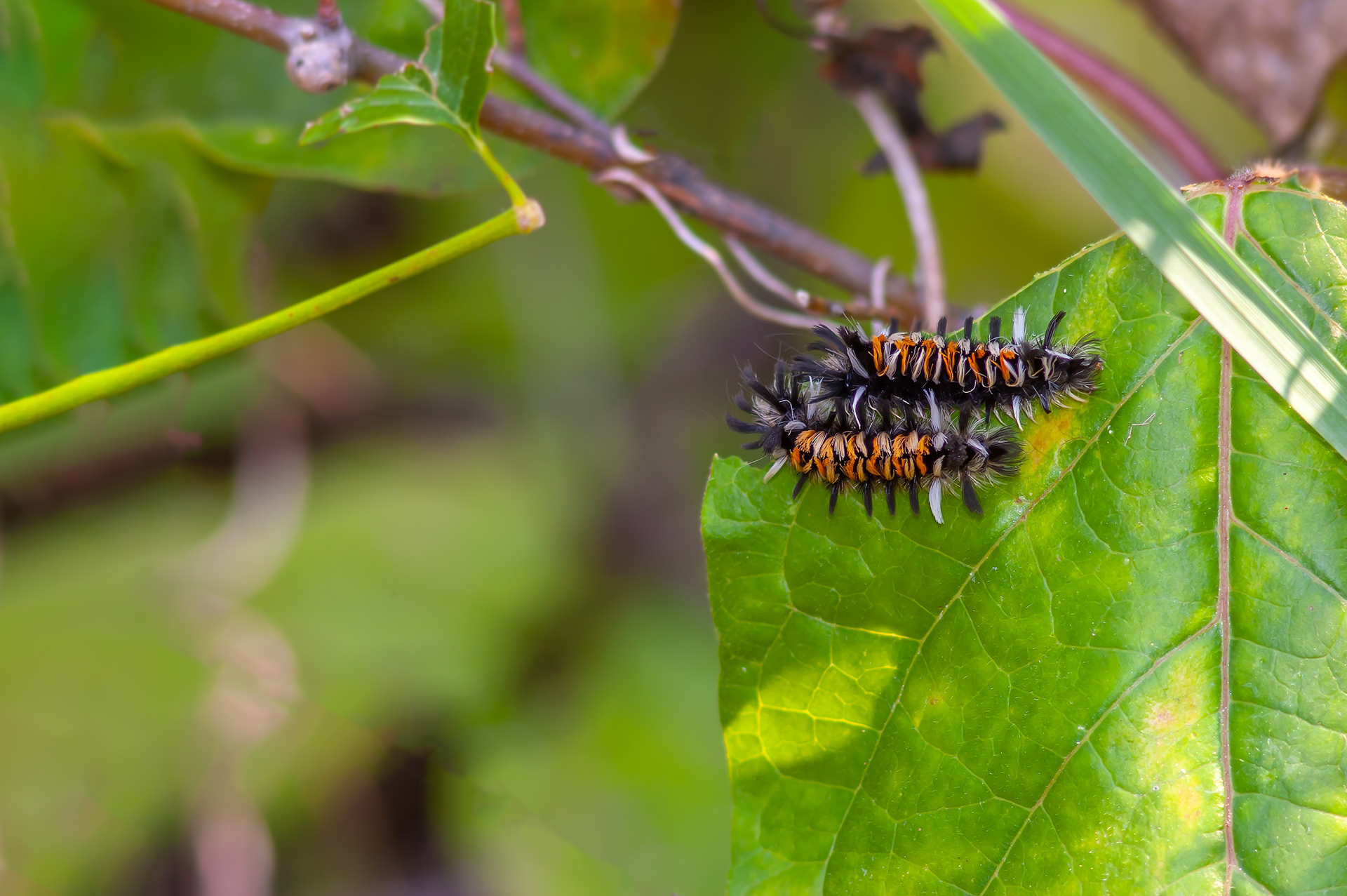 Milkweed Tussock Moth Caterpillars