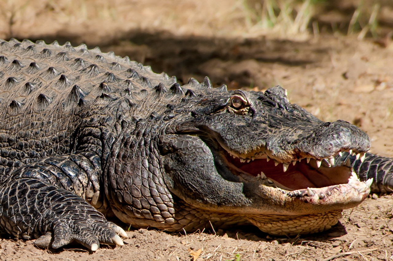 American Alligator