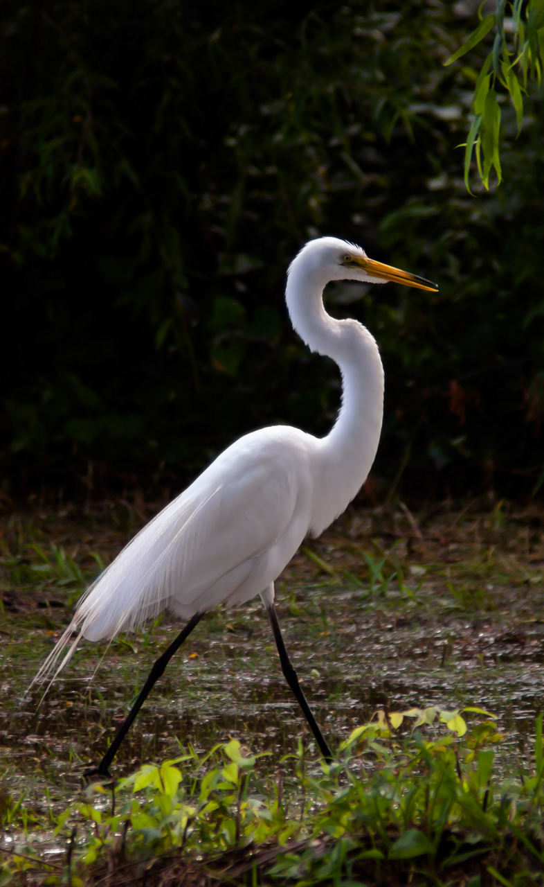 Great Egret wading in pond