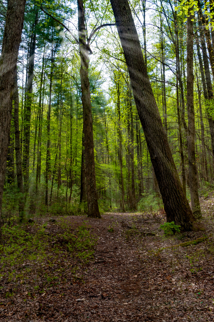 Appalachian Trail Great Smokey Mountains