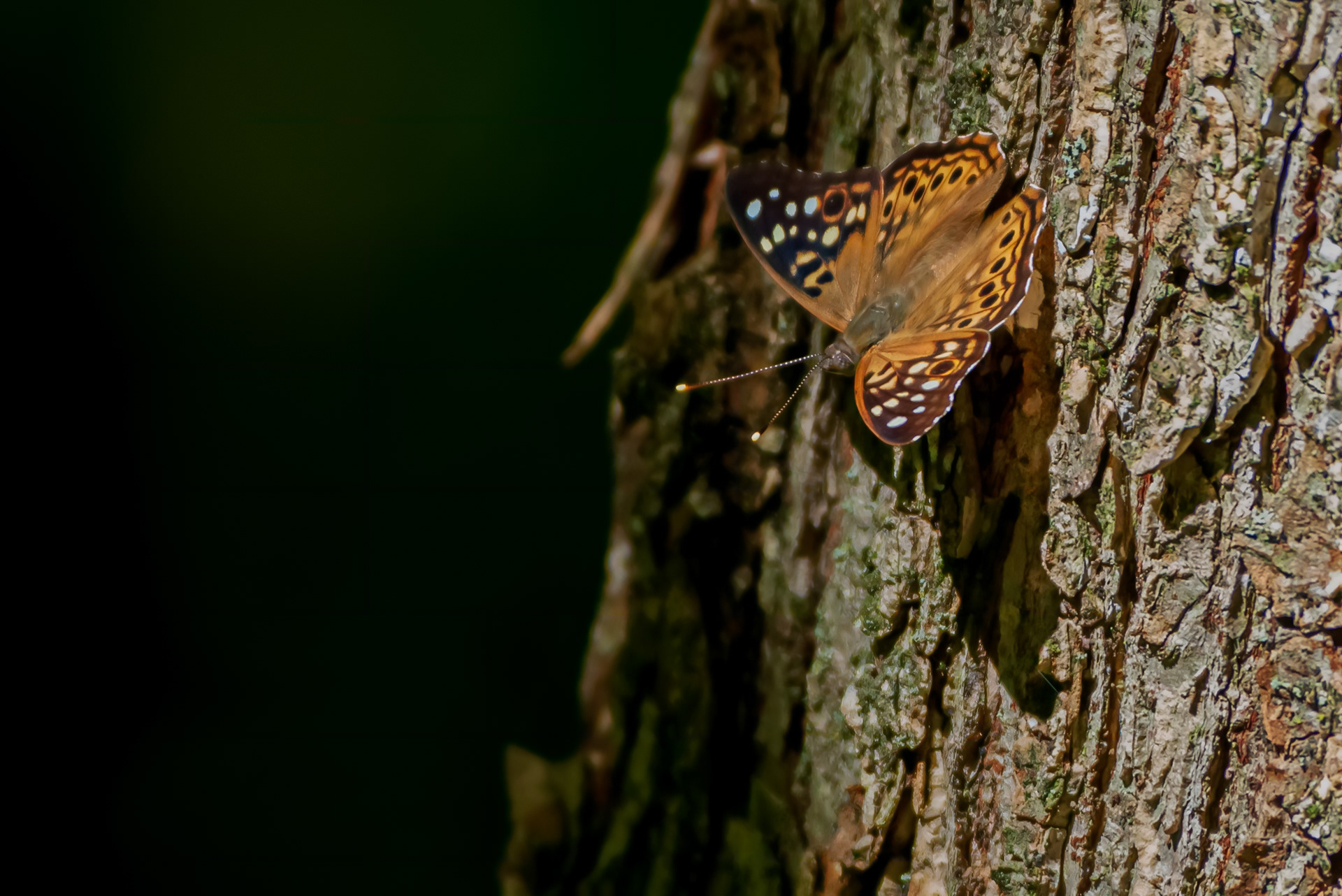 Hackberry Emperor Butterfly