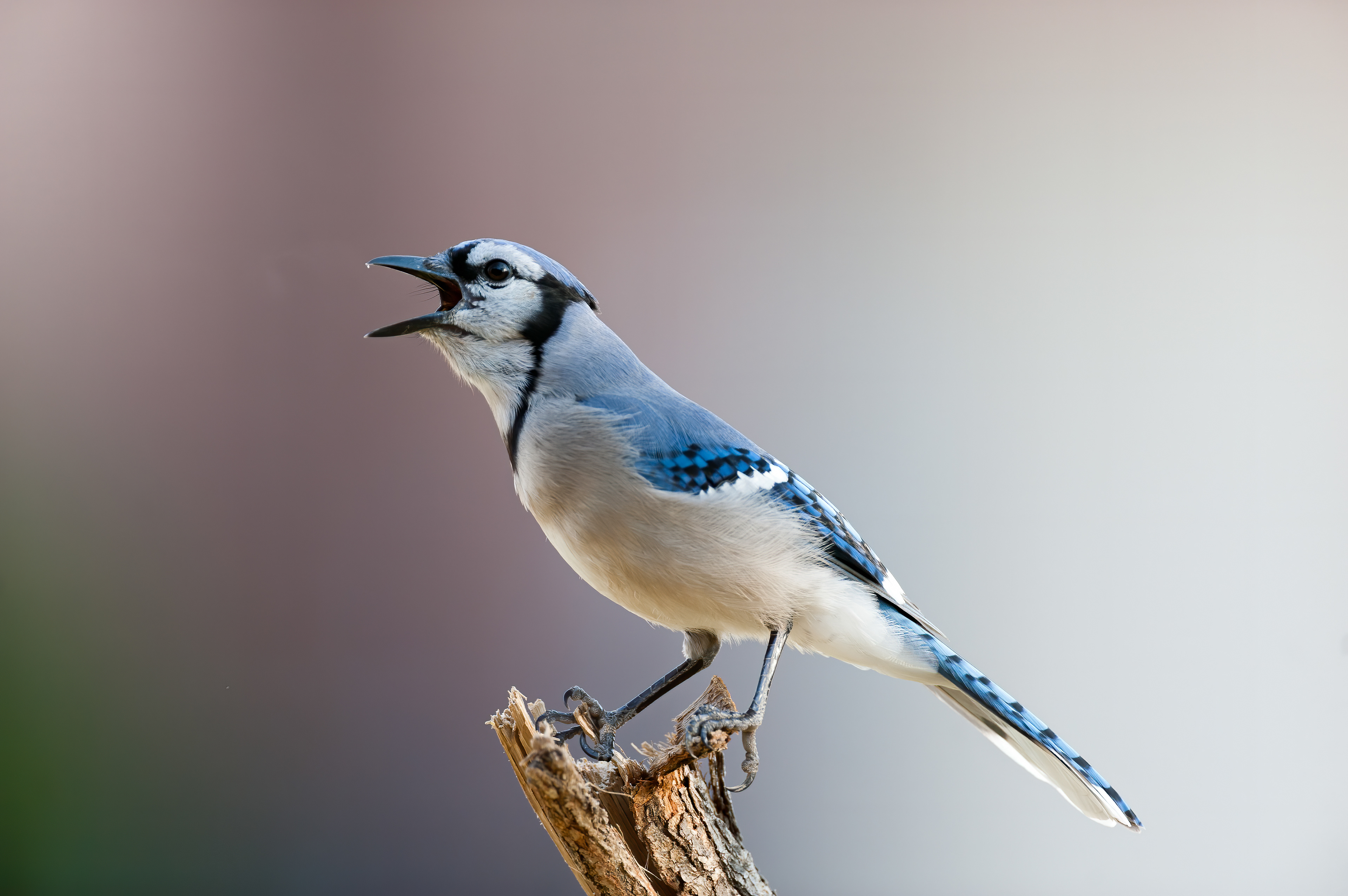Blue Jay