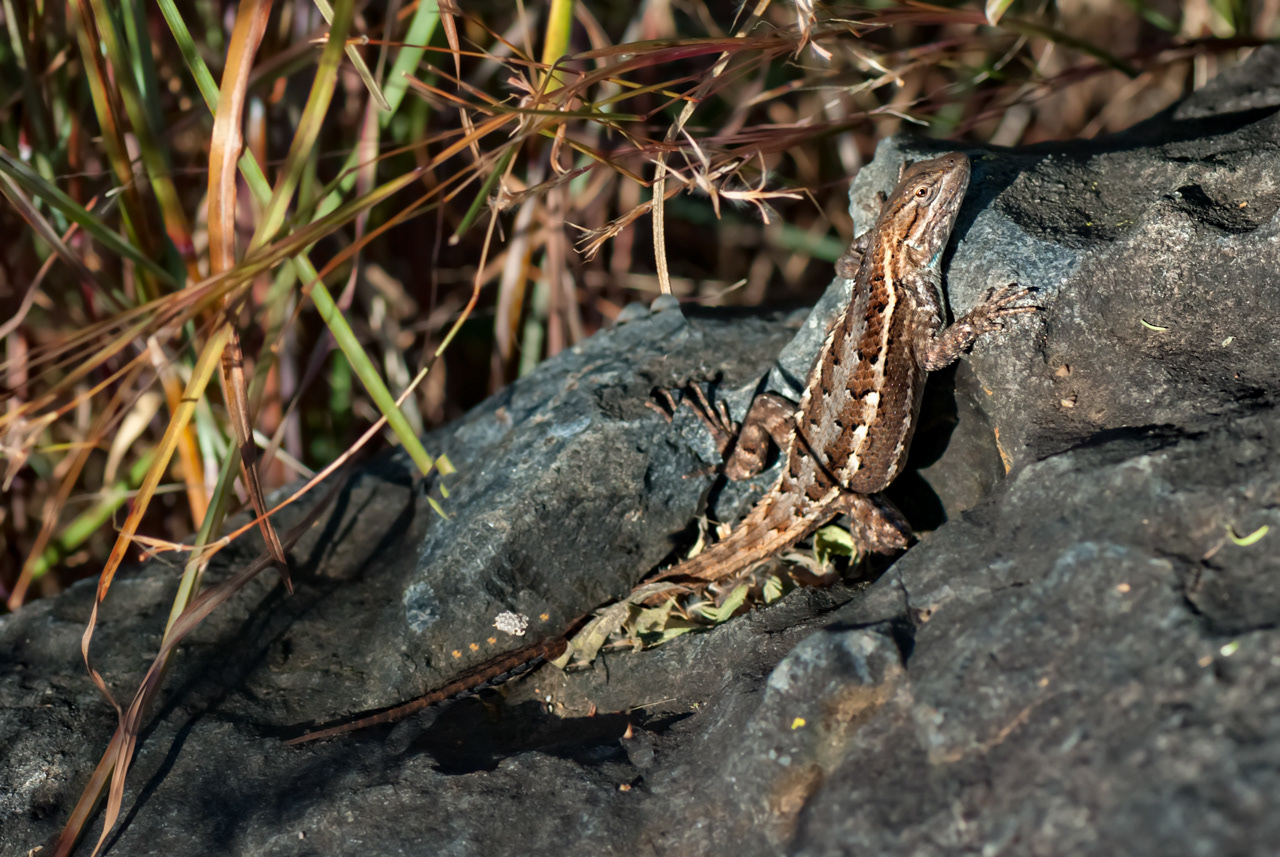 Southern Prairie Lizard