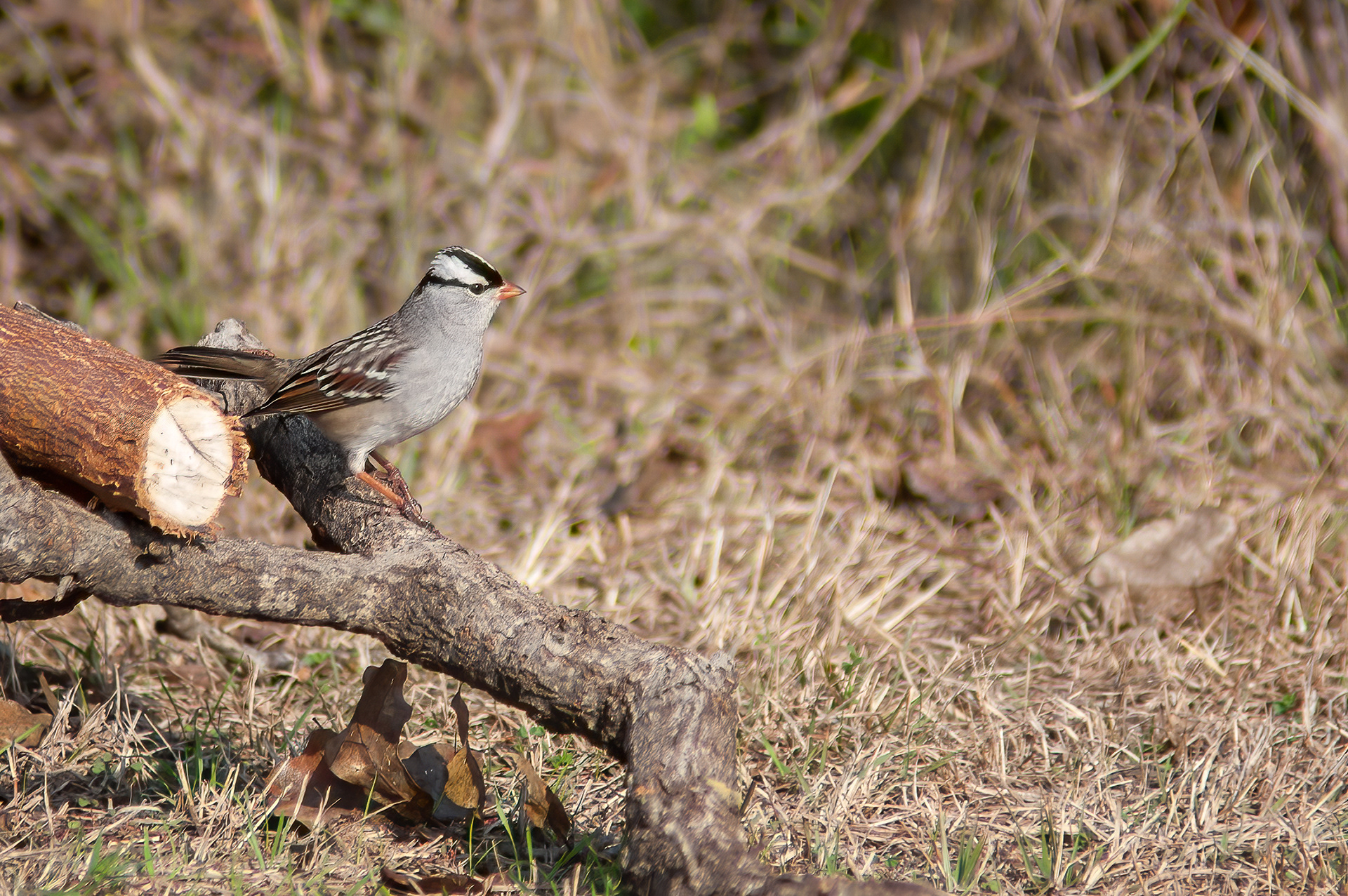 White-crowned Sparrow (Zonotrichia leucophrys)
