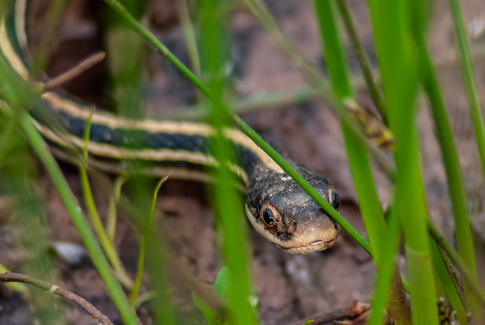 range-striped Ribbon Snake (Thamnophis proximus proximus)