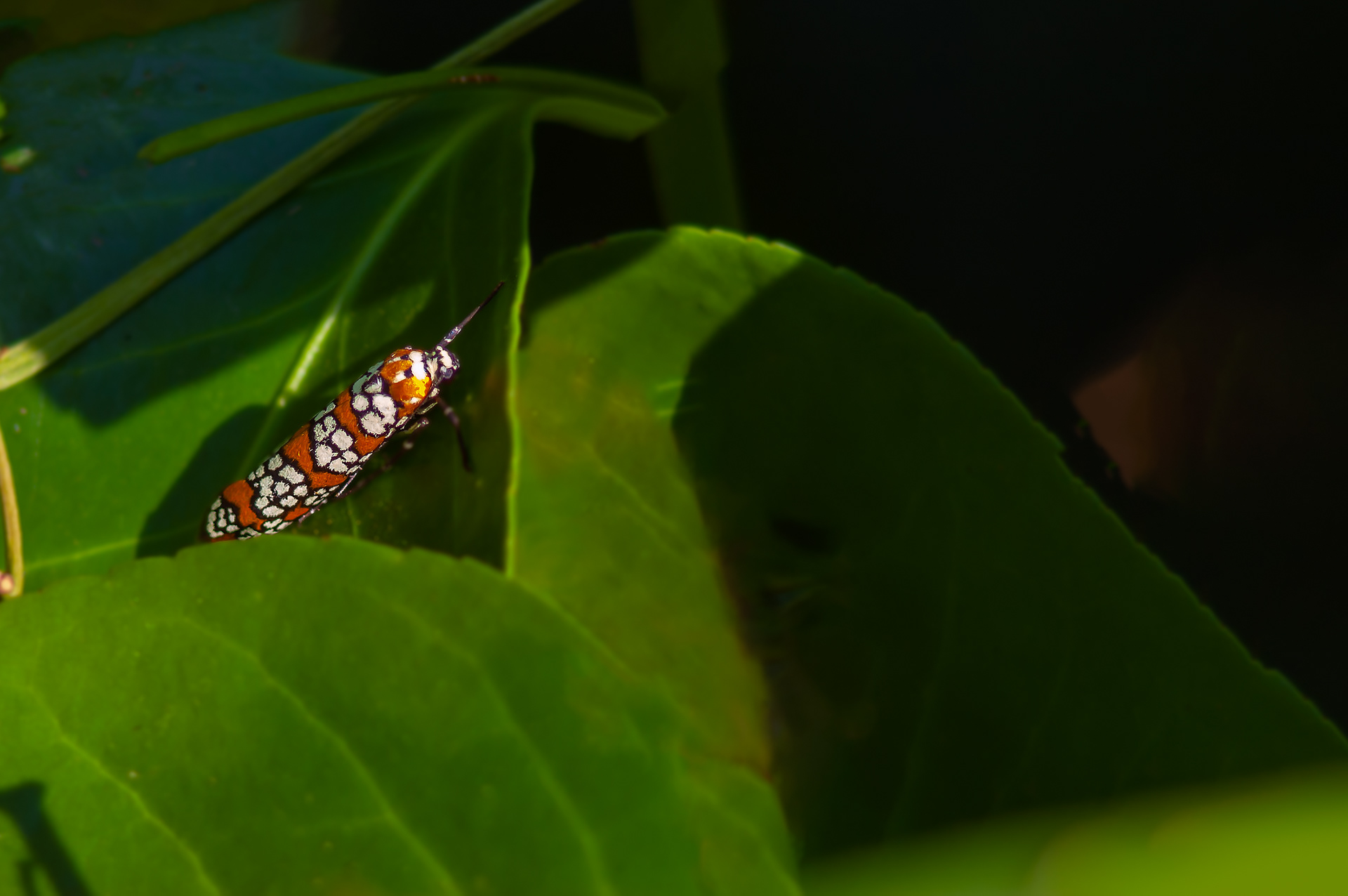 Alianthus Moth
