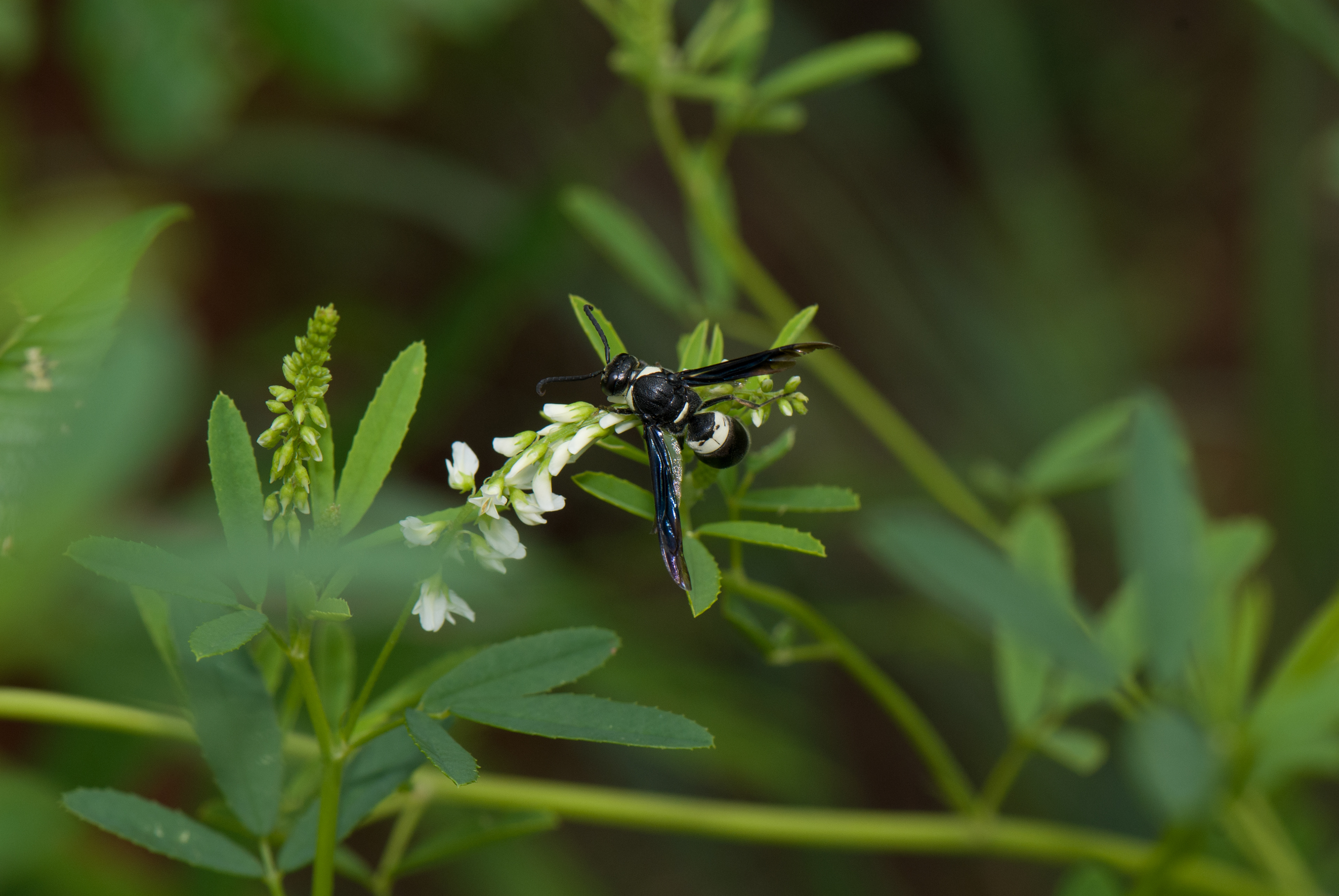 Potter Wasp (Ancistrocerus specie)