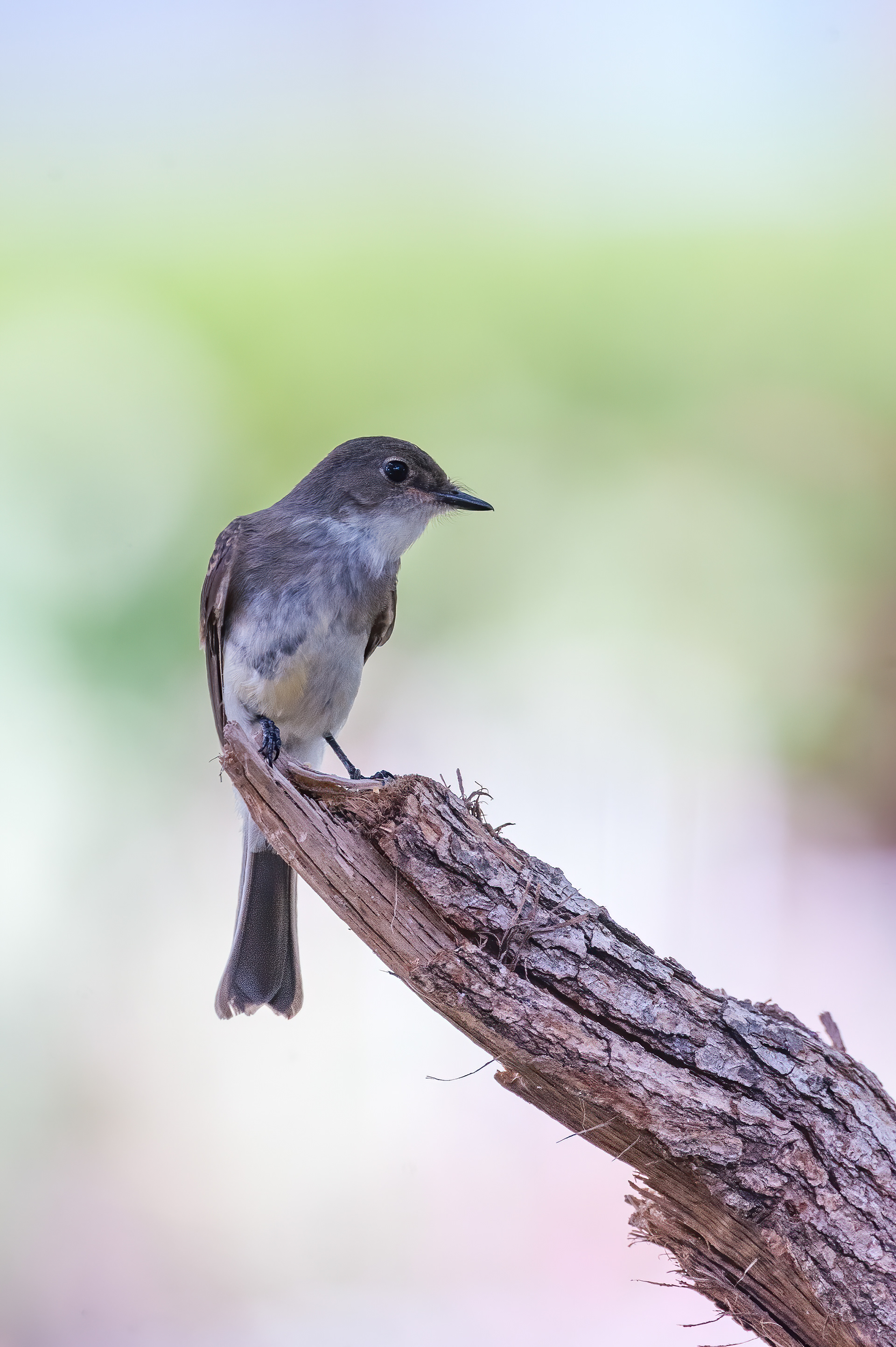 Eastern Phoebe (Sayornis phoebe)