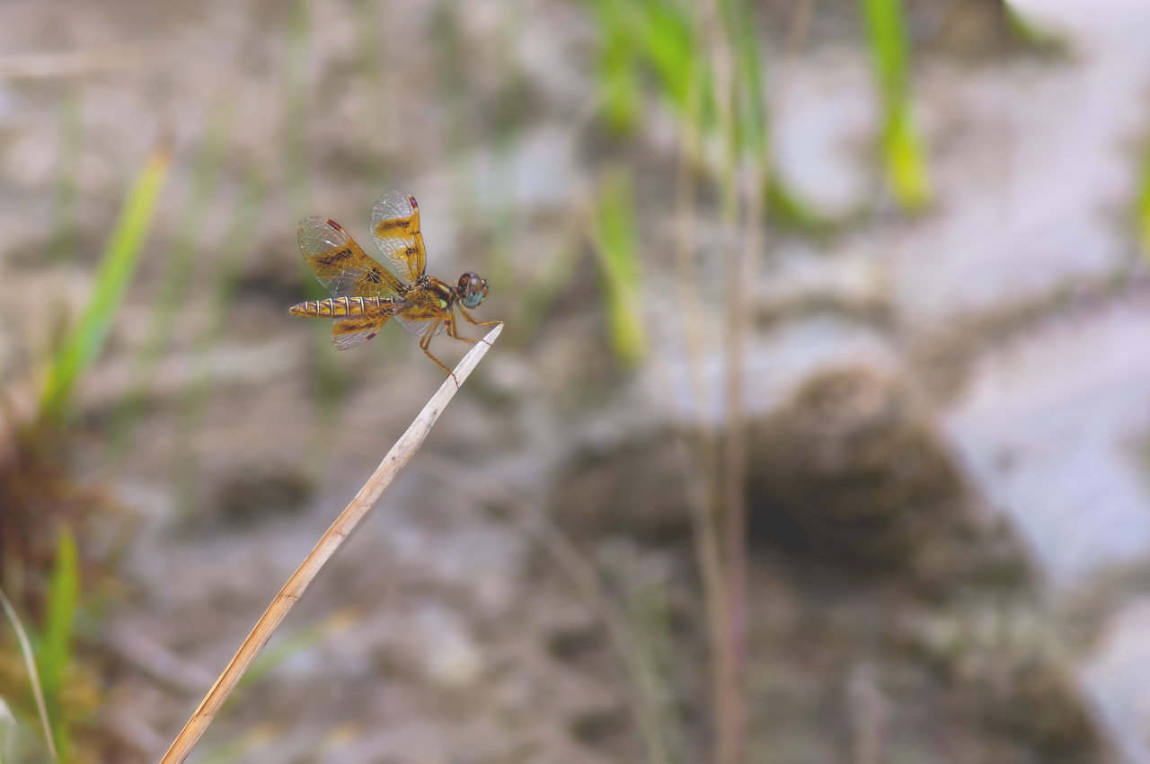 Eastern Amberwing Dragonfly