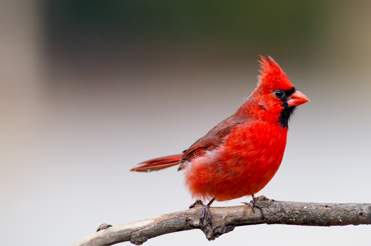 Male Northern Cardinal