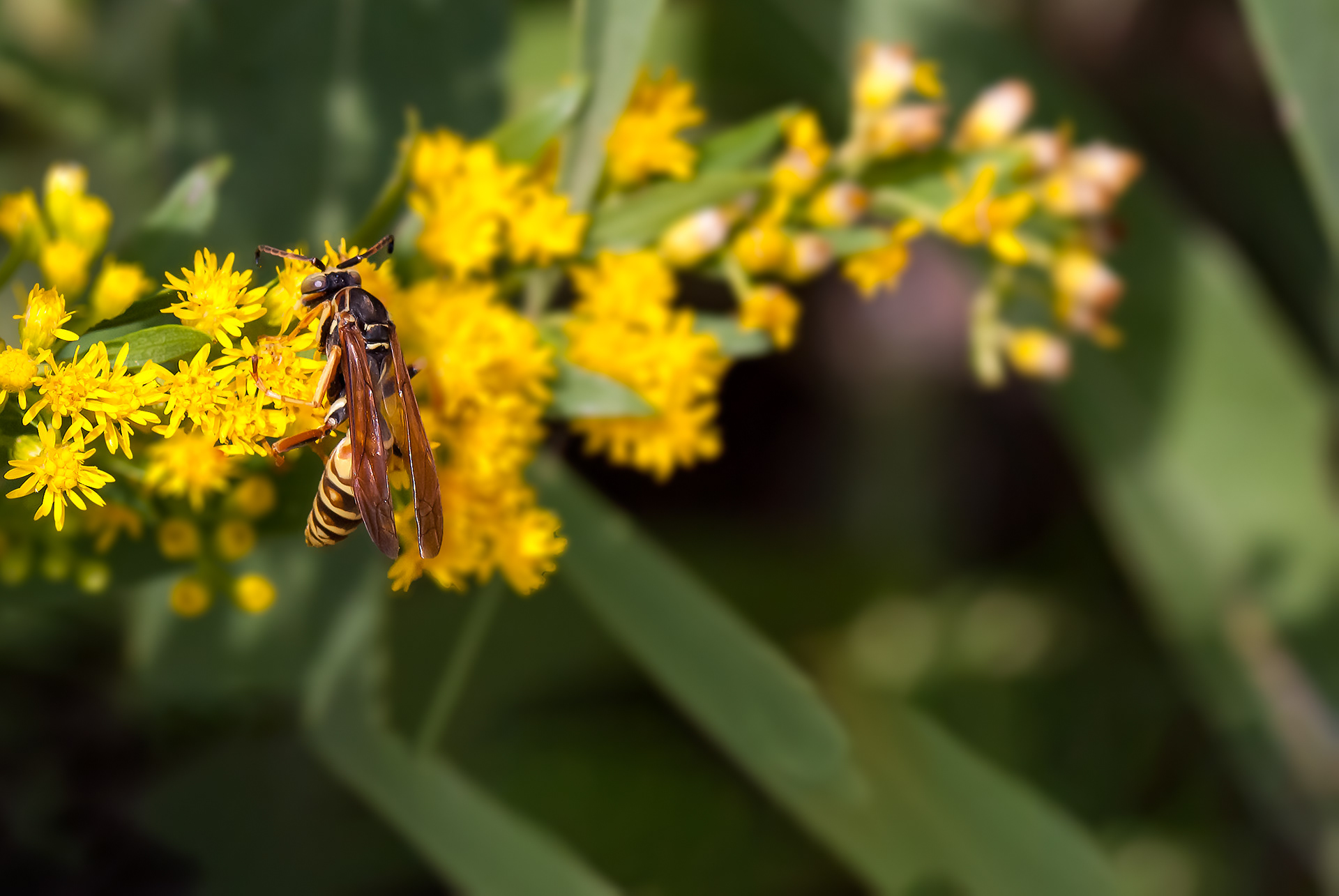 Paper Wasp(Polistes exclaman)