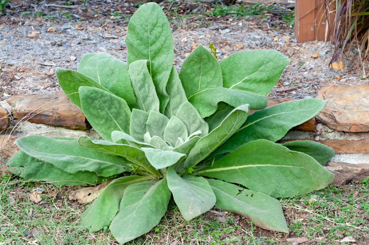 Common Plantain