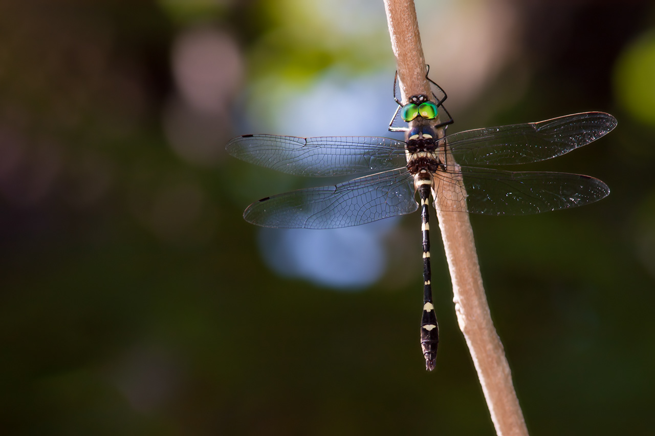 Swift River Cruiser Dragonfly