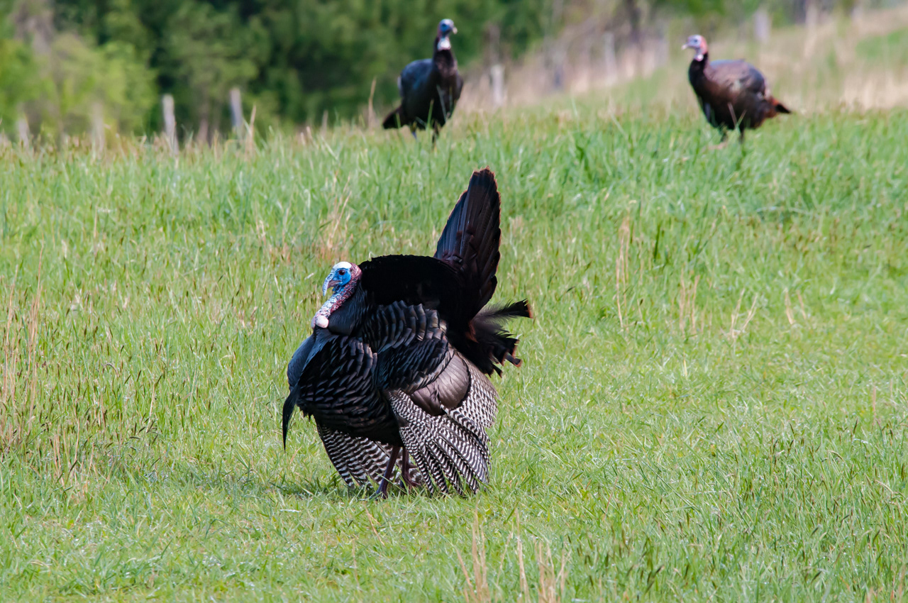 Wild Turkey strutting