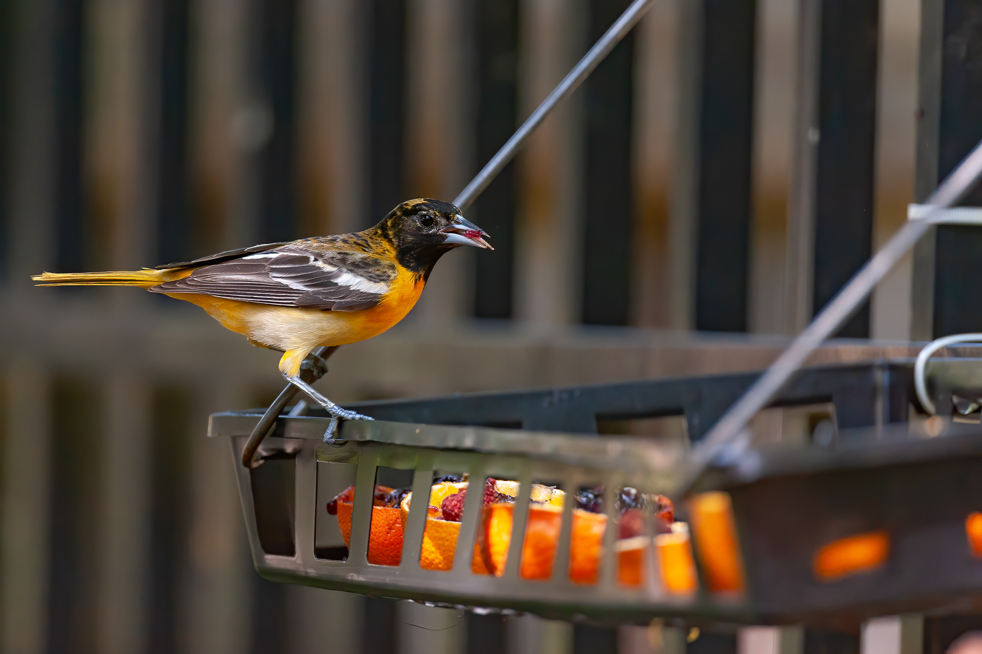 Baltimore Oriole - Female
