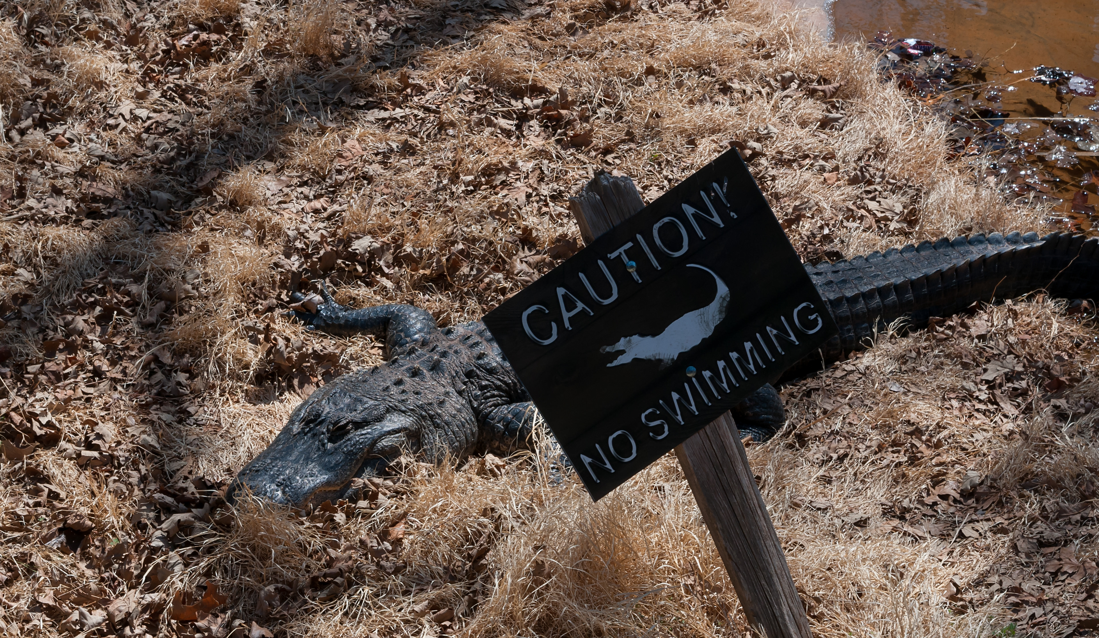 American Alligator (Alligator mississippiensis)