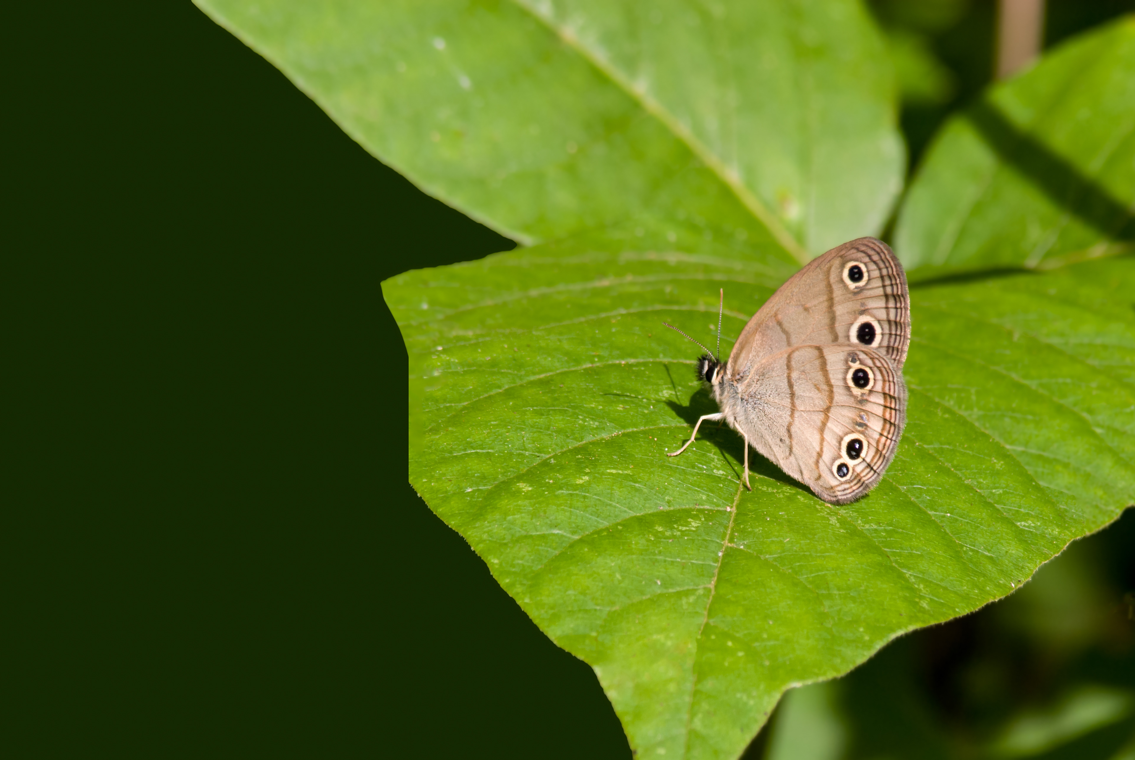 Little Wood Satyr Butterfly