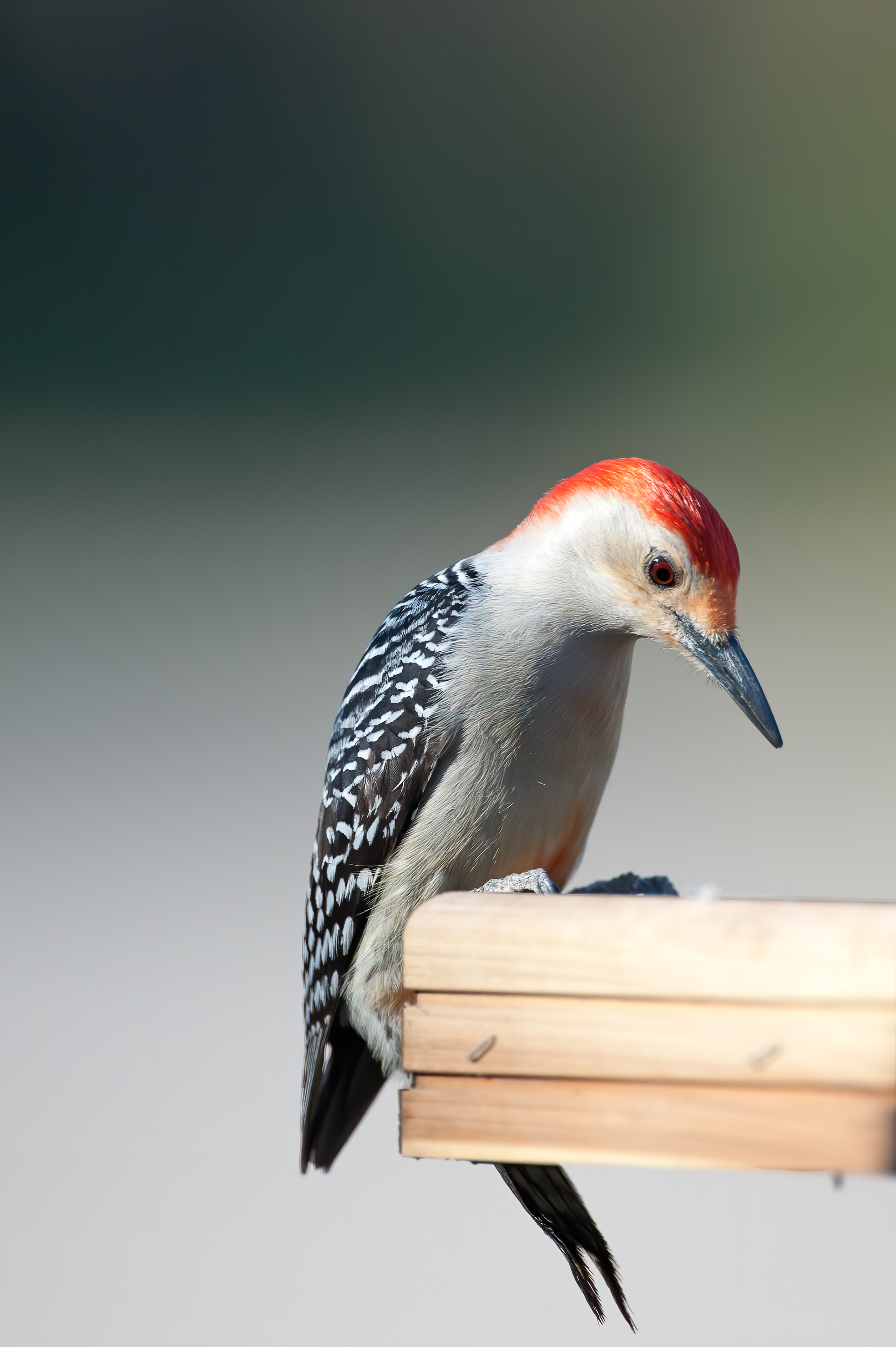 Red-bellied Woodpecker