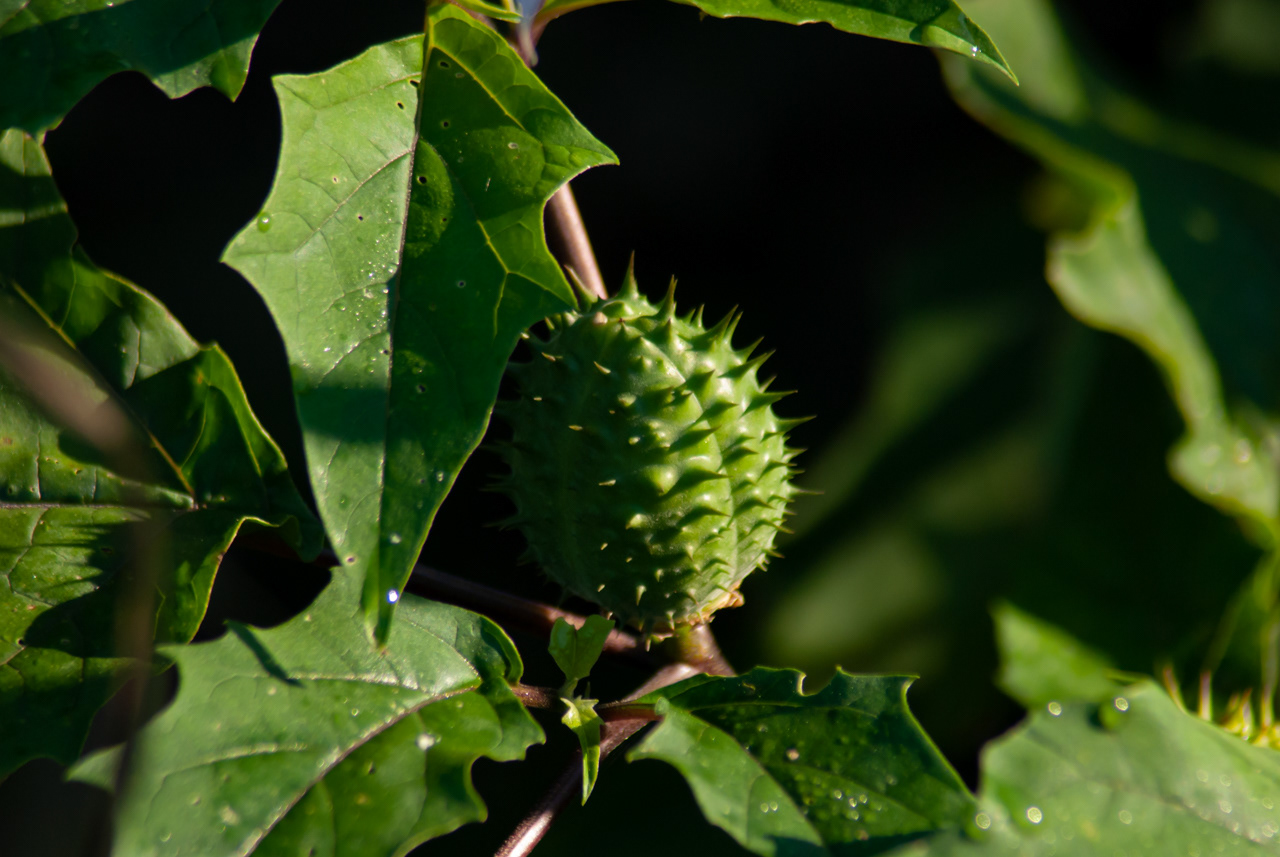 Common Milkweed Plant Seed Pod