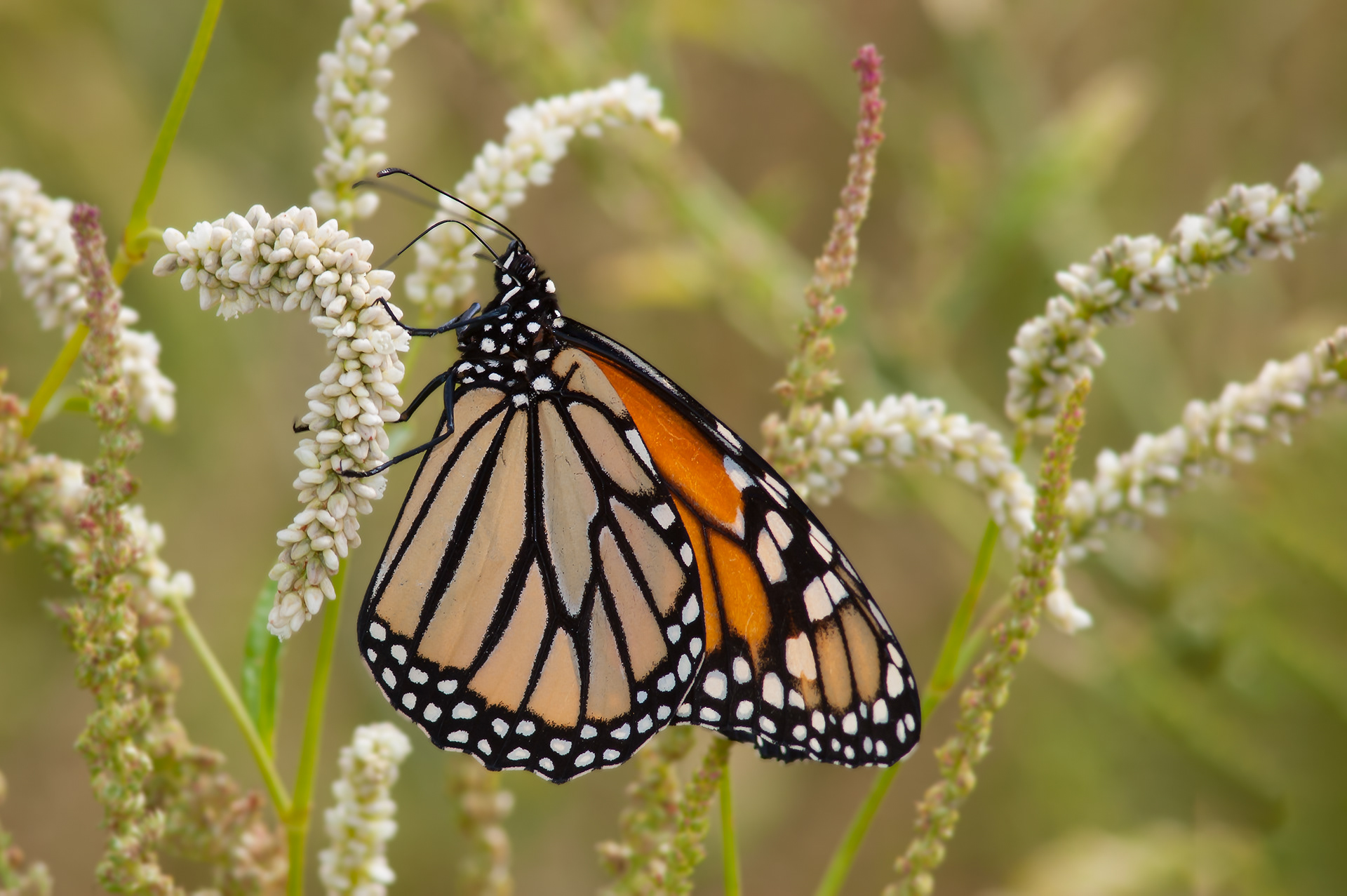 Monarch Butterfly