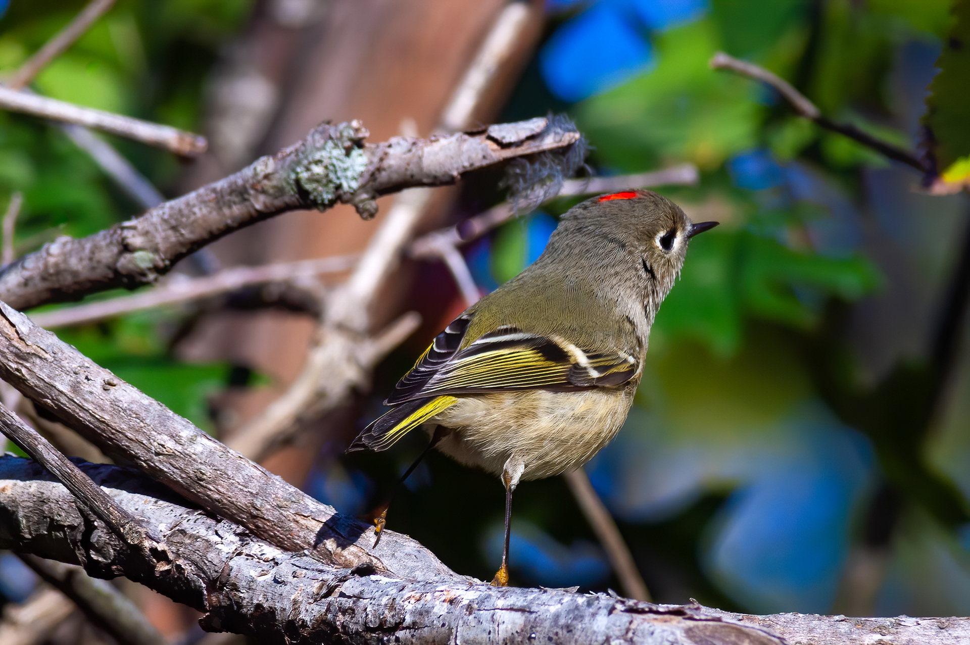 Ruby-crowned Kinglet (Regulus calendula))
