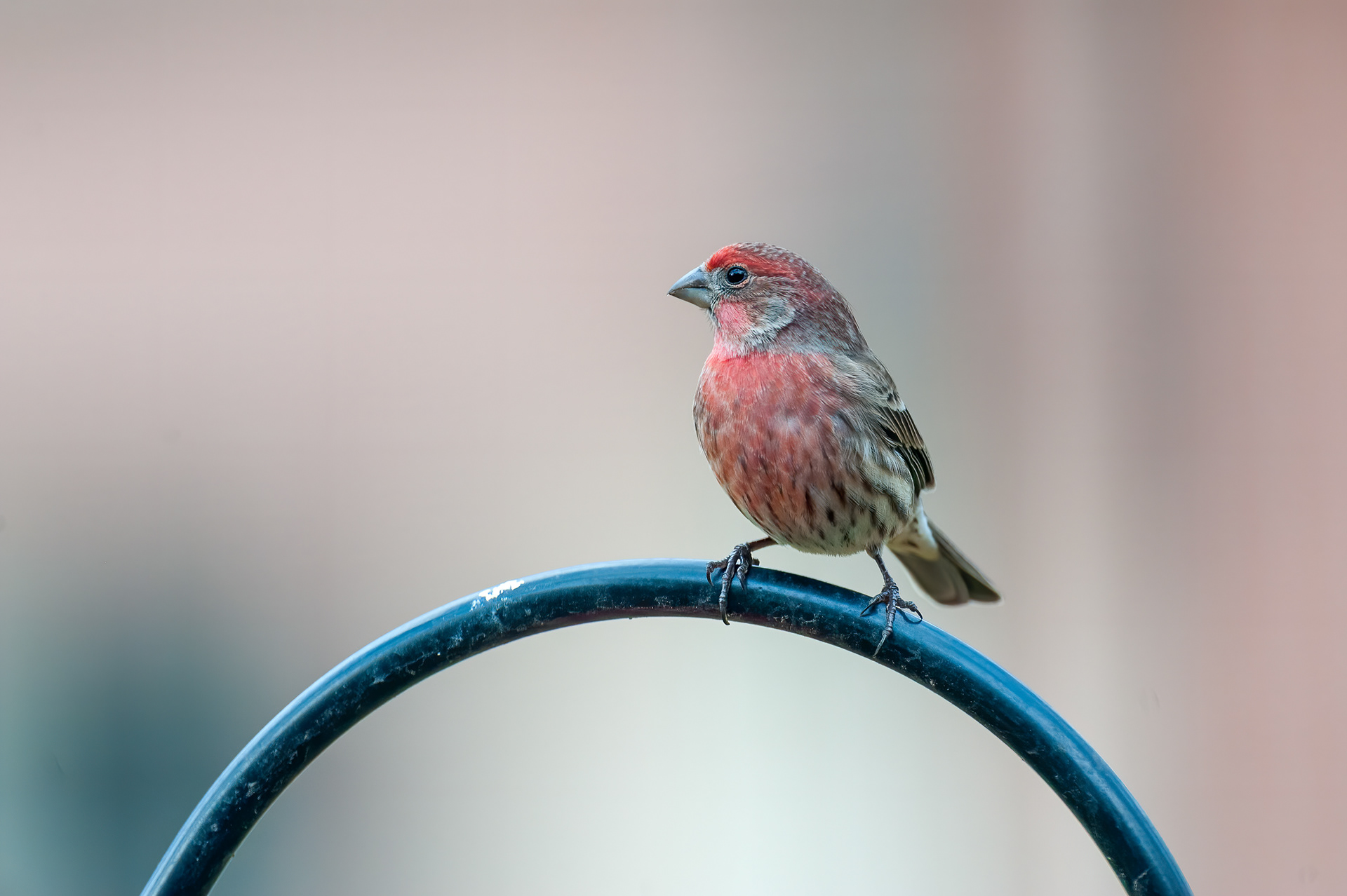 House Finch - Male (Spring)