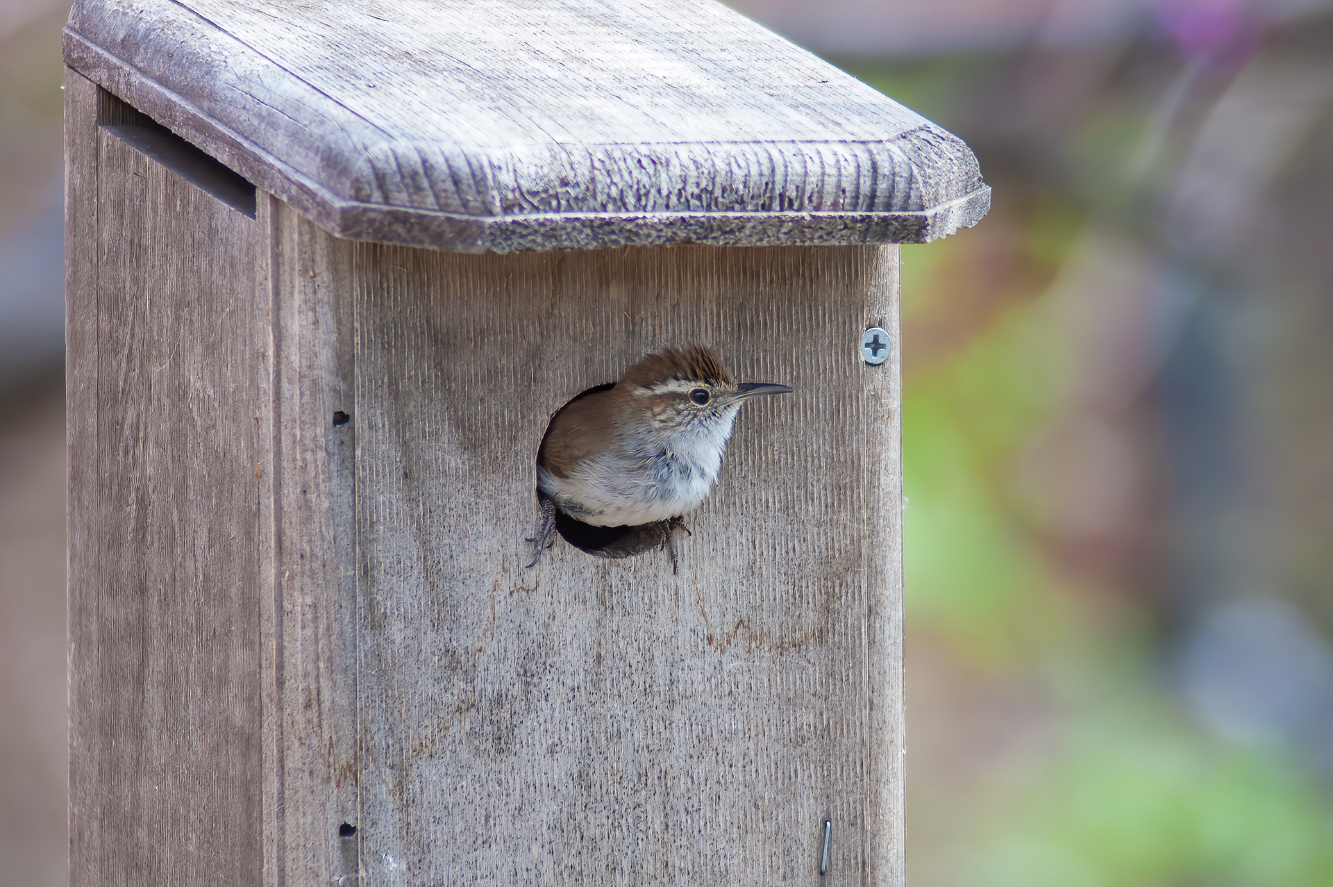 Bewick's Wren