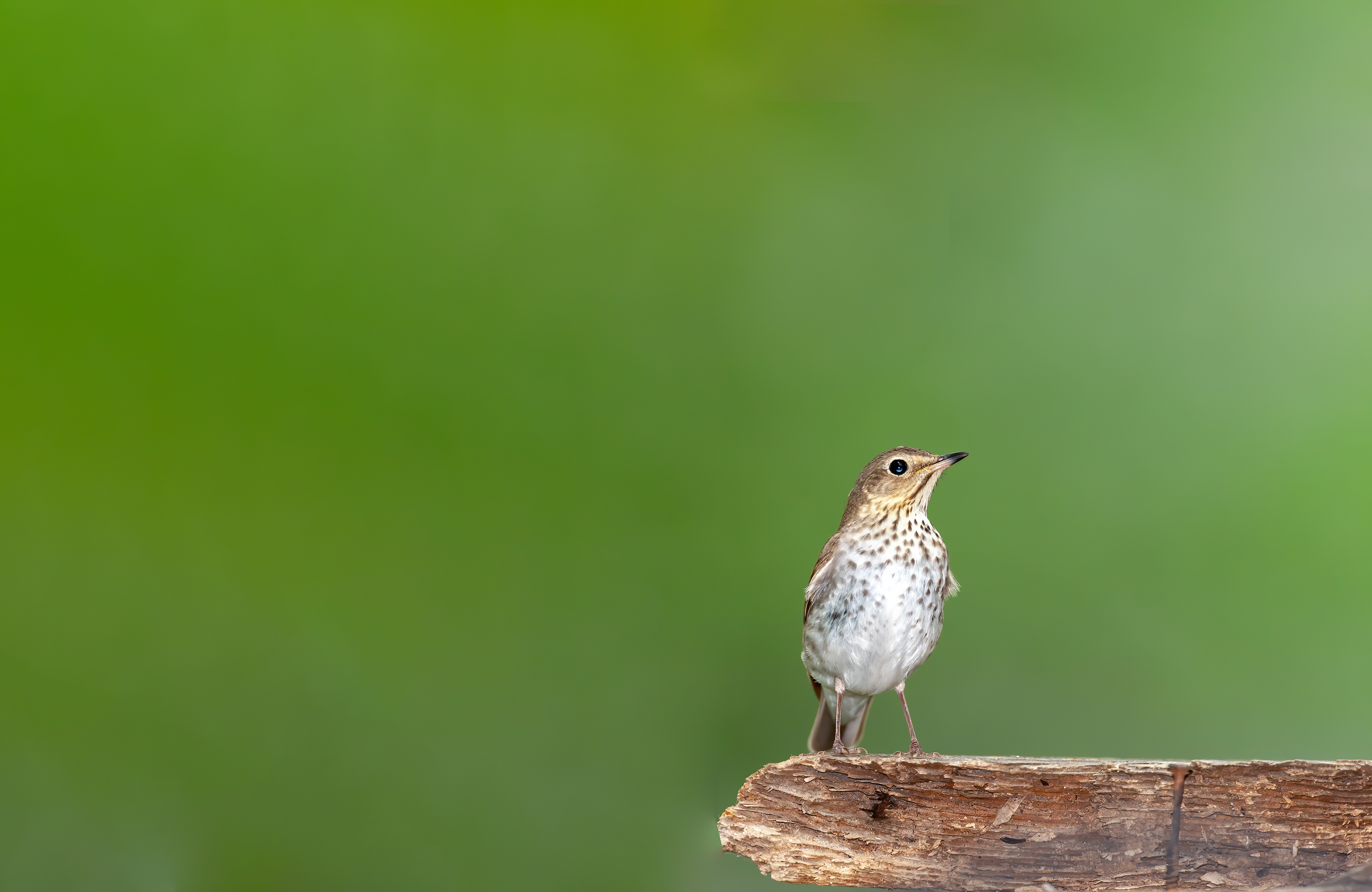 Hermit Thrush (Catharus guttatus)
