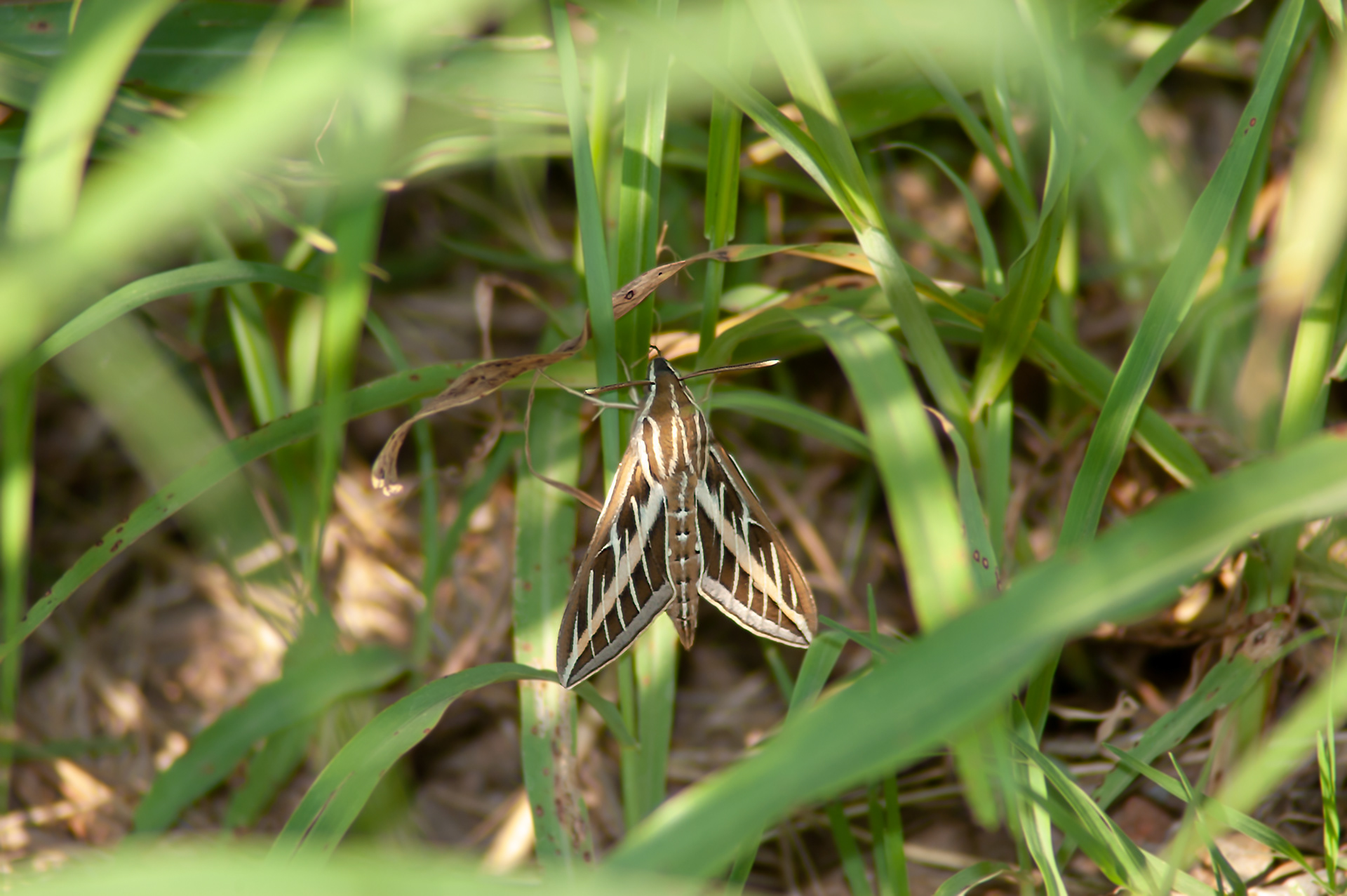 White-lined Sphinx Moth
