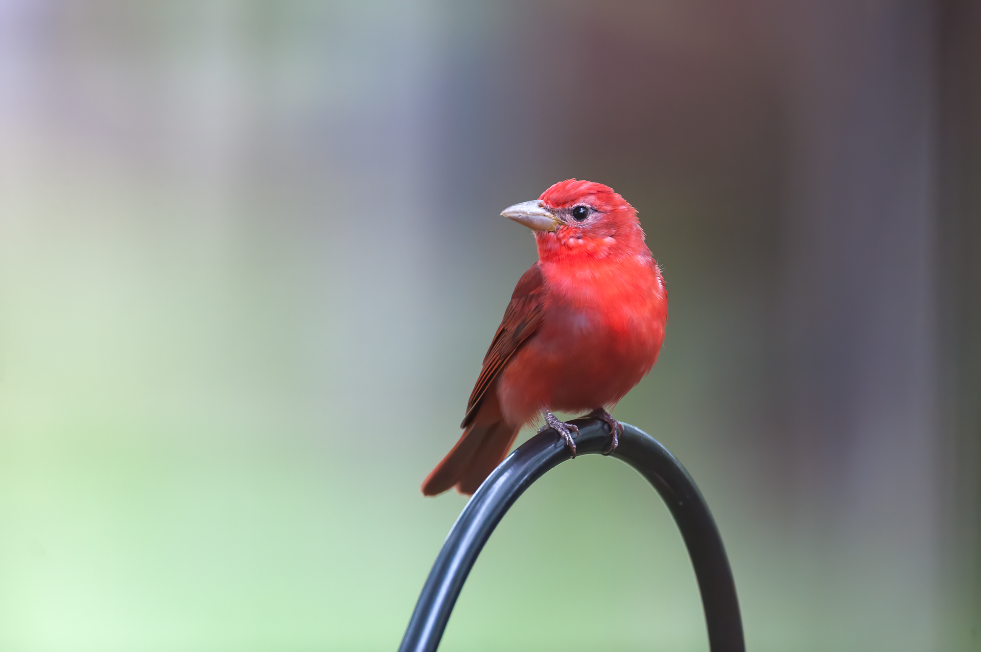 Summer Tanager - Male (Piranga rubra)